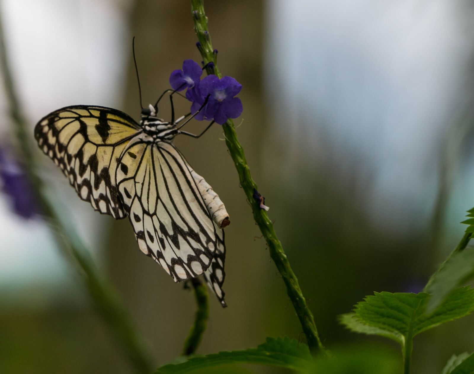 Canon EOS 70D sample photo. Butterfly, papiliorama, switzerland photography