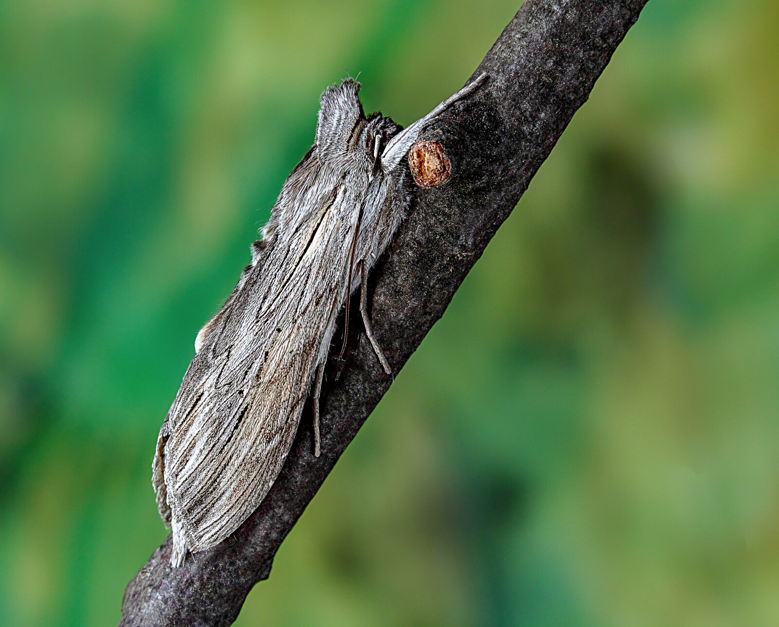 Canon EOS 500D (EOS Rebel T1i / EOS Kiss X3) sample photo. Shark-moth, wings, pattern photography