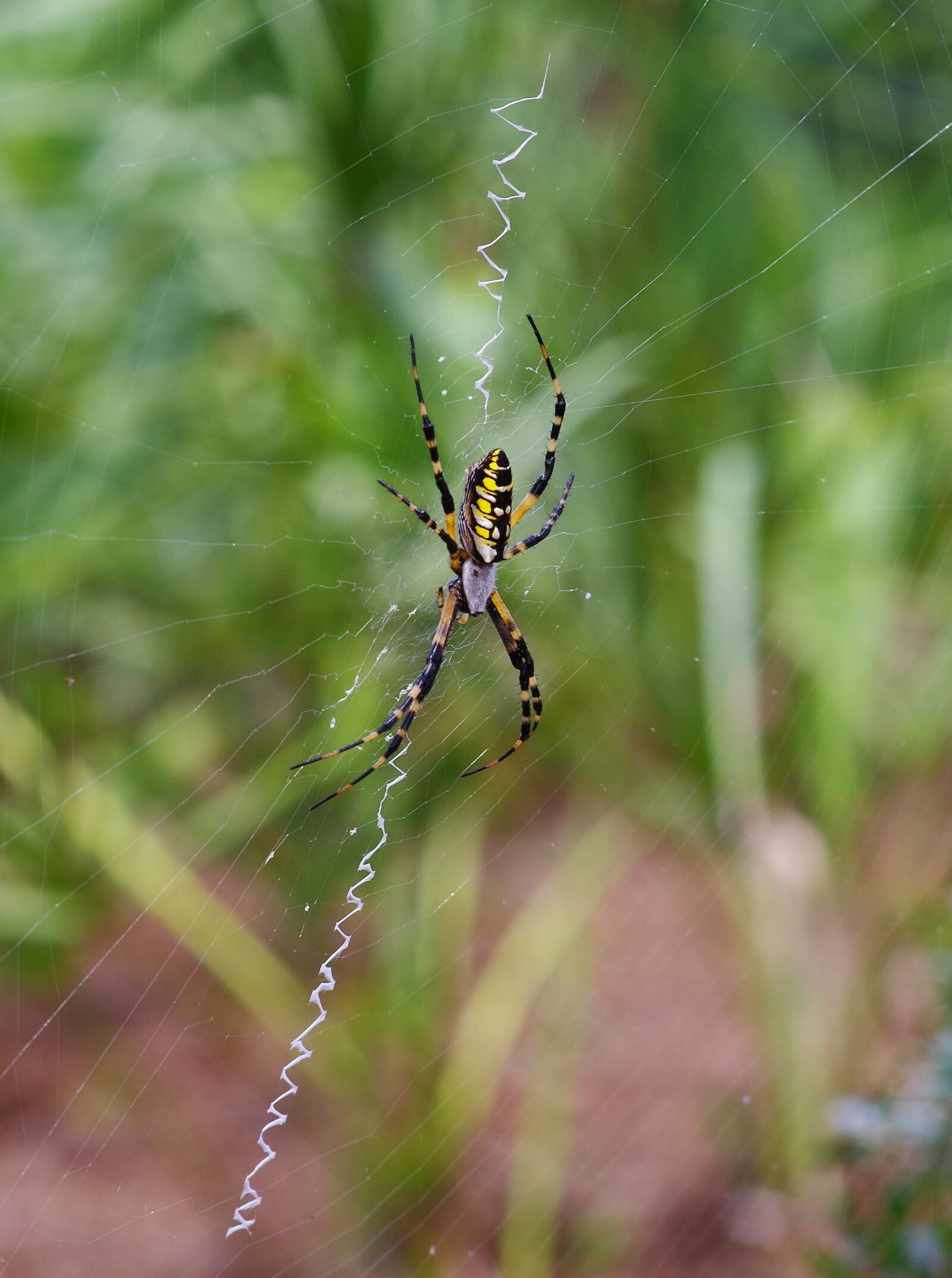 Pentax K-01 sample photo. Spider, orb weaver, web photography