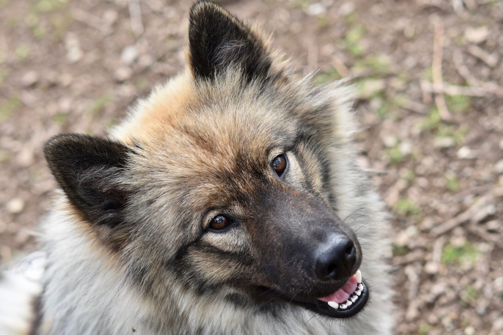 Nikon D5600 sample photo. Dog, dog eurasier, female photography