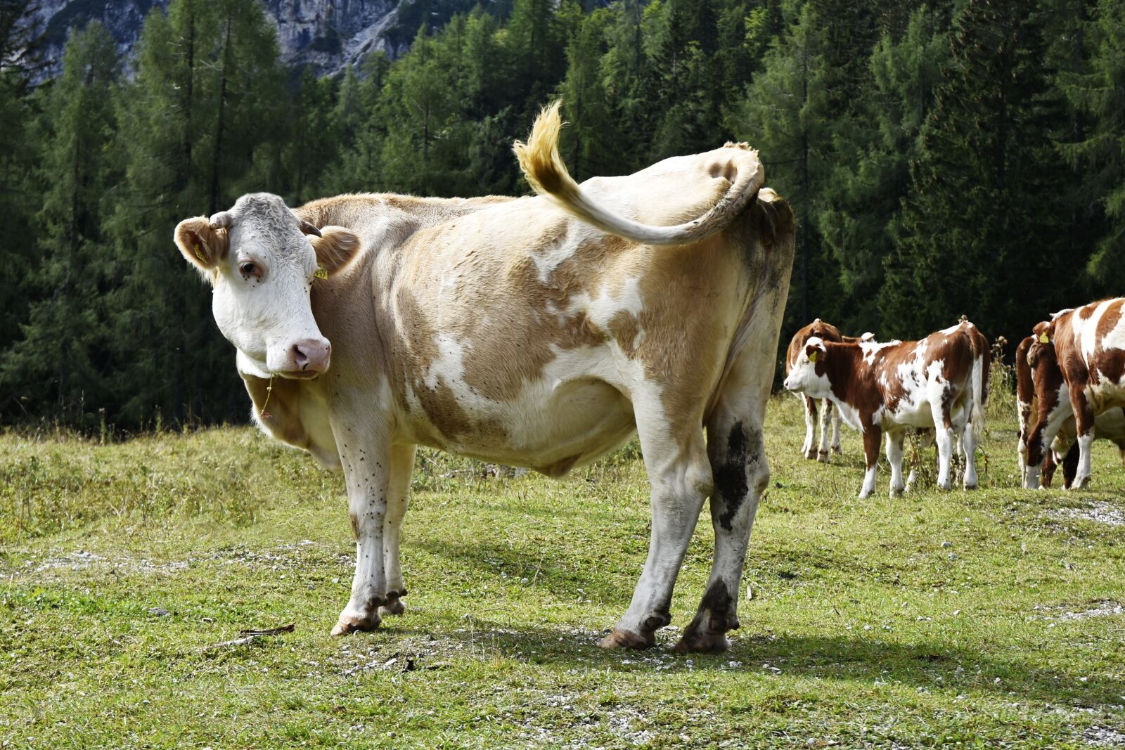 Nikon D7200 sample photo. Cow, wild, mammal photography