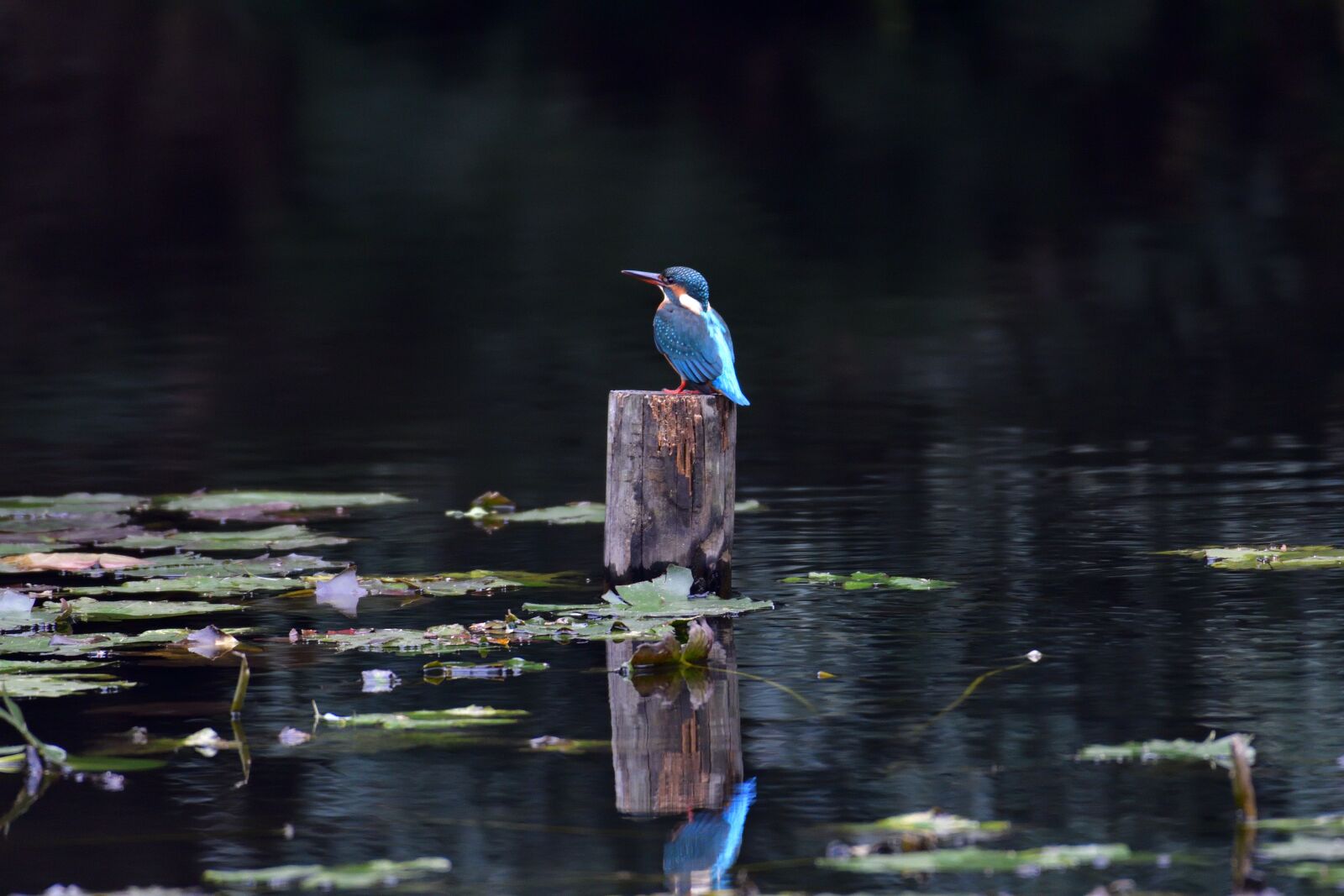 Nikon D500 sample photo. Bird, natural, wild animals photography
