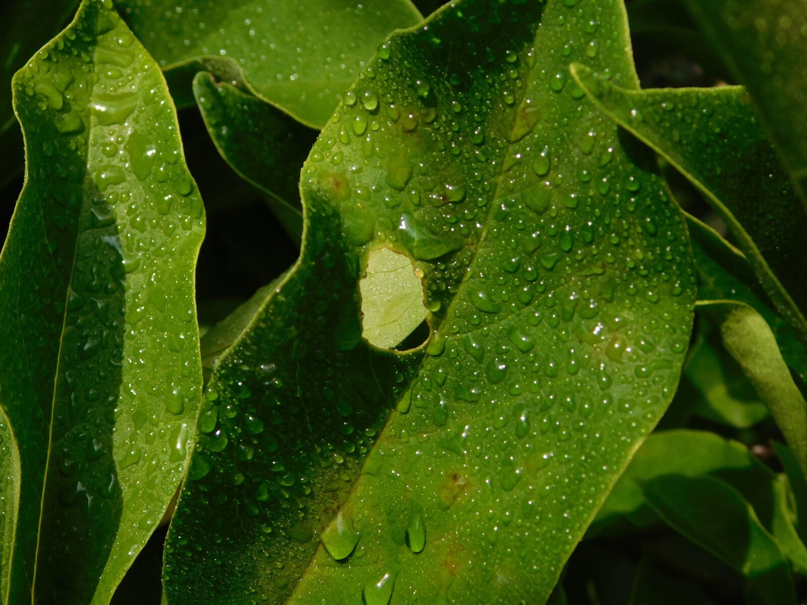 Nikon Coolpix L840 sample photo. Drop of water, raindrop photography