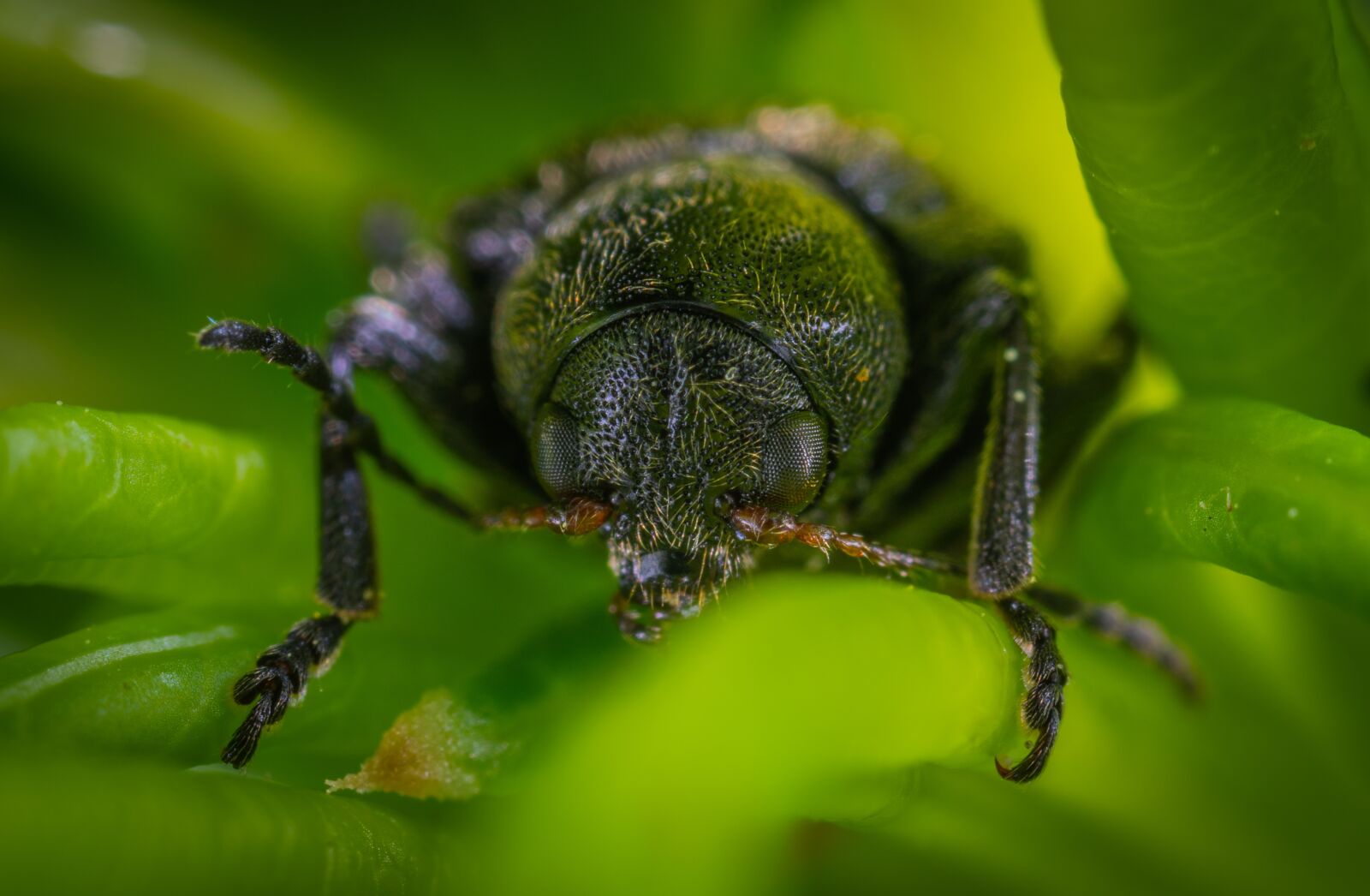 #124 65/2.8 sample photo. Macro, beetle, insect photography