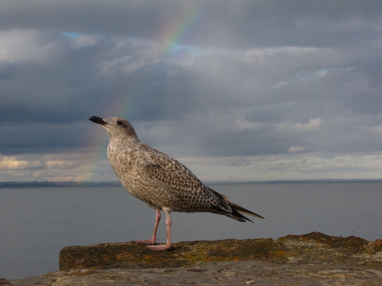 Canon PowerShot SX10 IS sample photo. Seagull, sea, rainbow photography