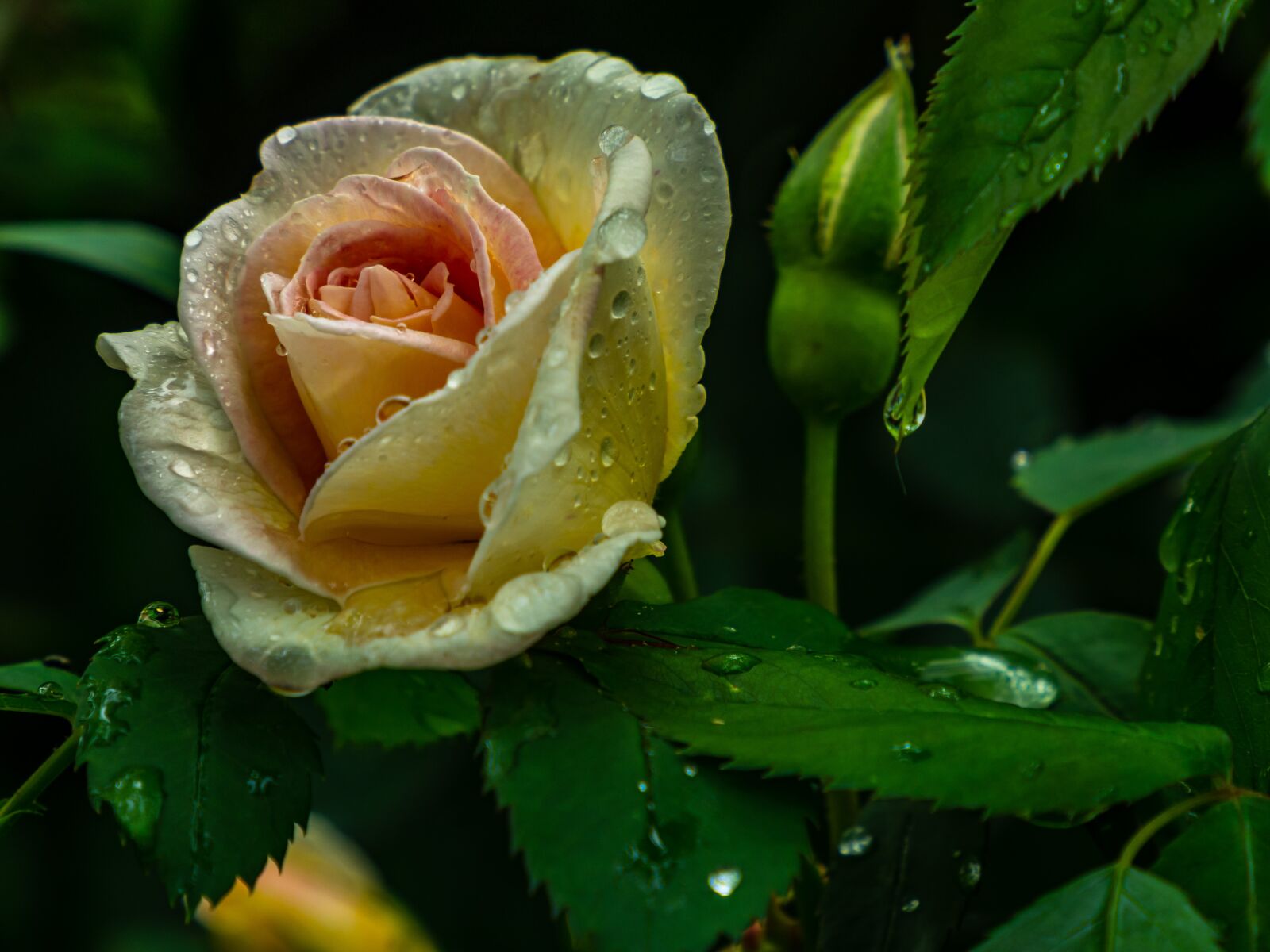 Olympus M.Zuiko Digital ED 12-200mm F3.5-6.3 sample photo. Flower, rose, white photography