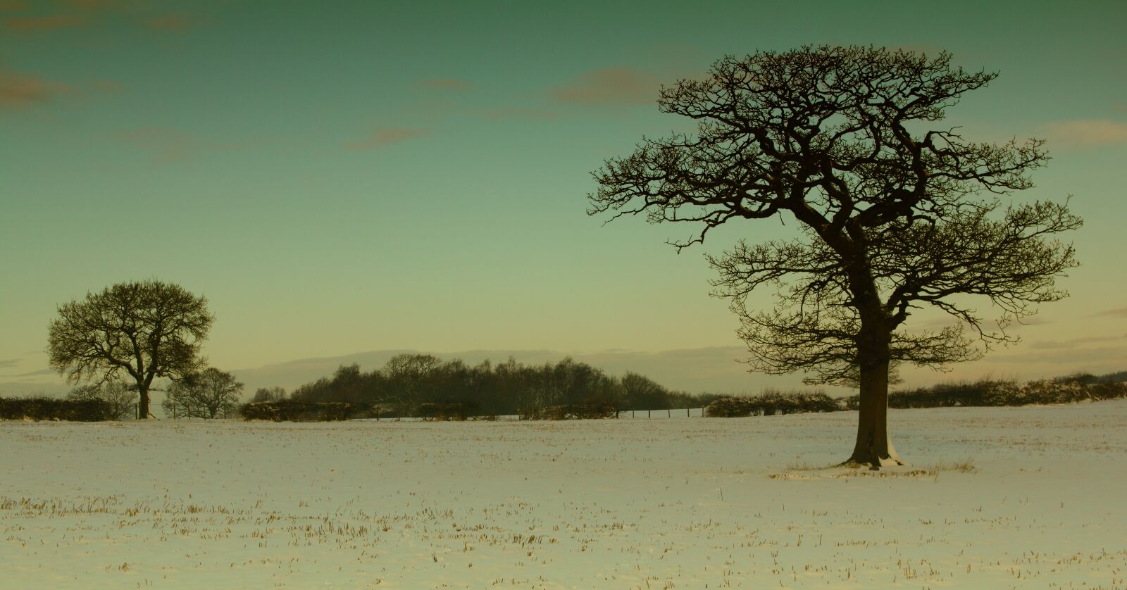 Canon EOS 550D (EOS Rebel T2i / EOS Kiss X4) sample photo. Cold, covered, field, freezing photography