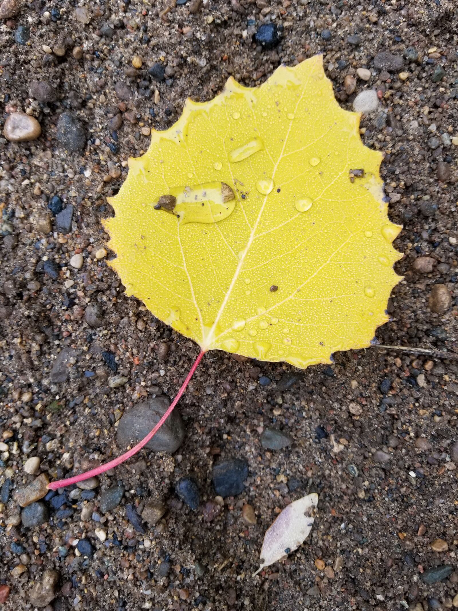 Samsung Galaxy S8+ sample photo. Yellow, leaf, birch photography