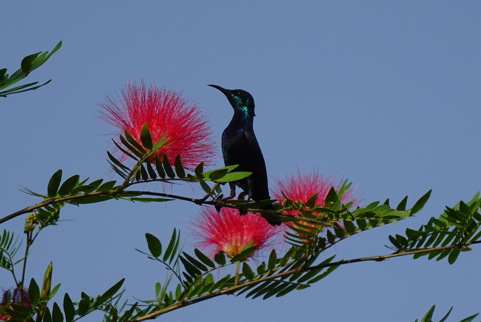 Sony DSC-WX800 sample photo. Bird, purple sunbird, cinnyris photography
