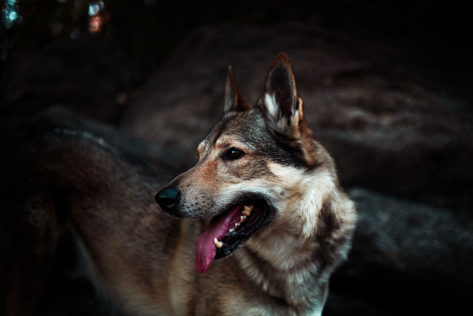 Canon EF 50mm F1.8 II sample photo. Dog, alsatian, animal photography