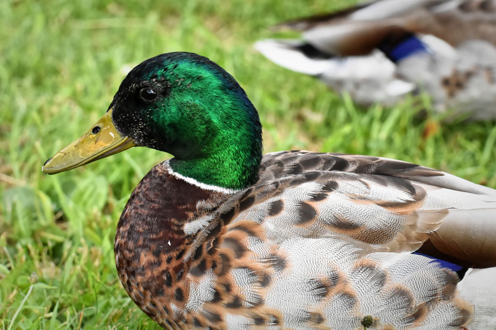 Nikon D7200 sample photo. Drake, mallard, water bird photography