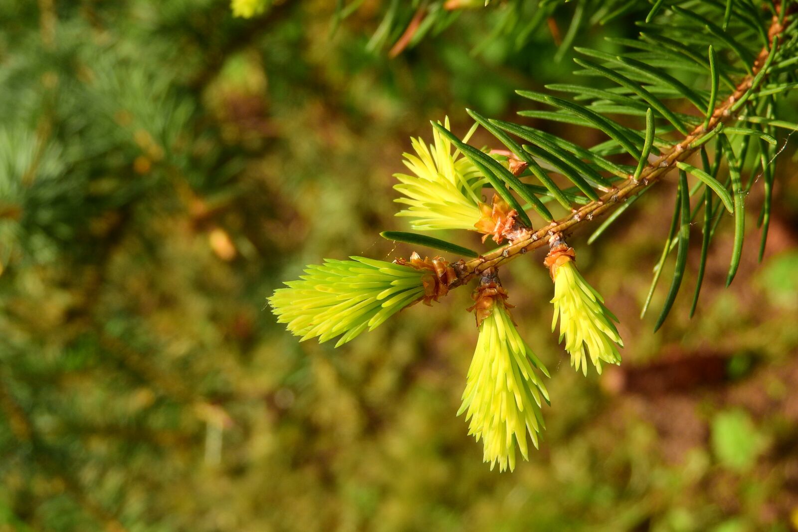 Nikon Coolpix P610 sample photo. Spruce, branch of spruce photography