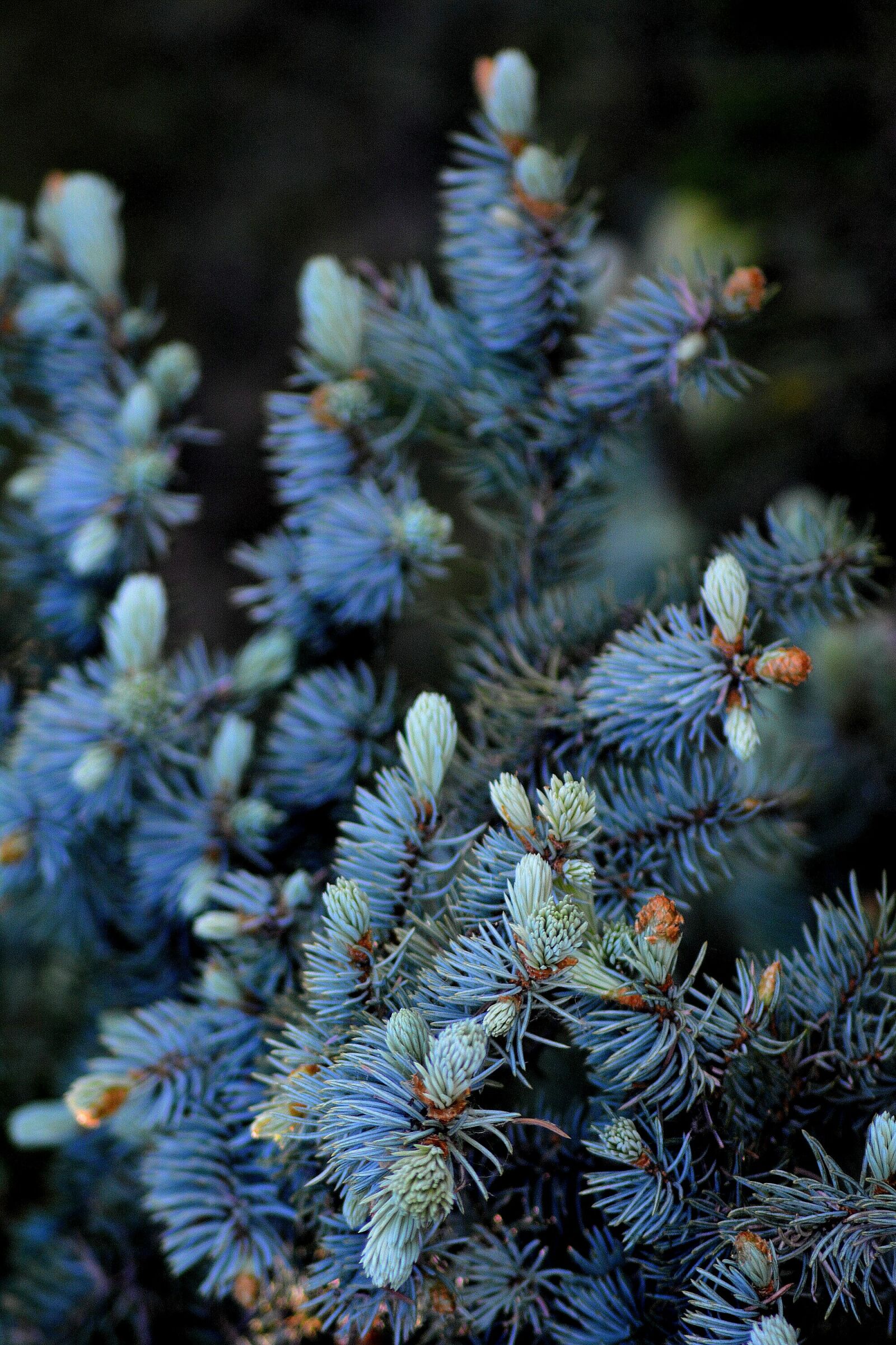 Nikon D5200 sample photo. Spring, spruce, blue photography