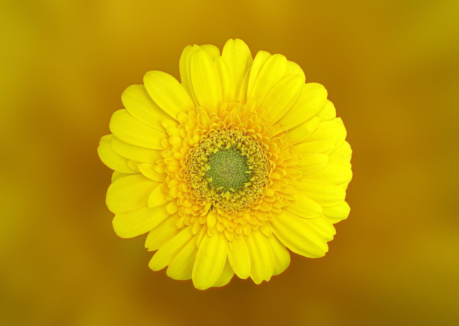 Canon DIGITAL IXUS 950 IS sample photo. Gerbera, flower, blossom photography