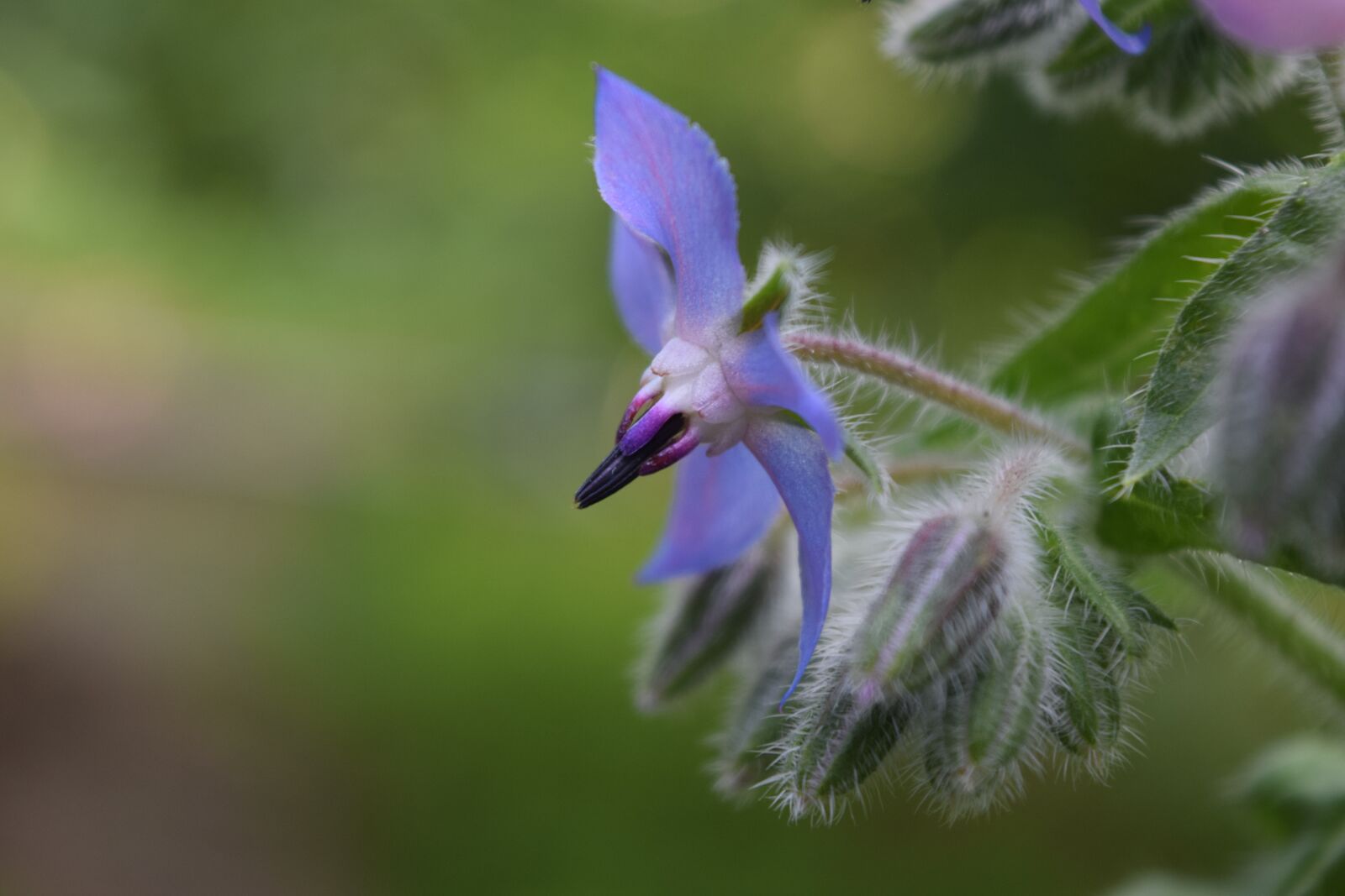Nikon D3300 sample photo. Flower, medicinal plant, herb photography