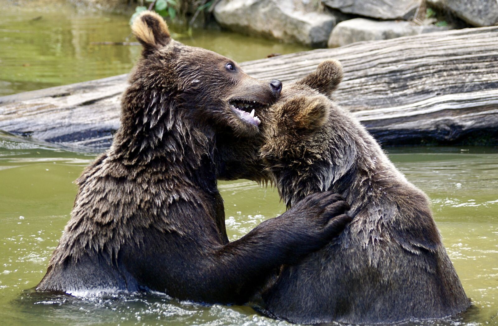 Sony DT 55-300mm F4.5-5.6 SAM sample photo. Bear, brown bears, young photography