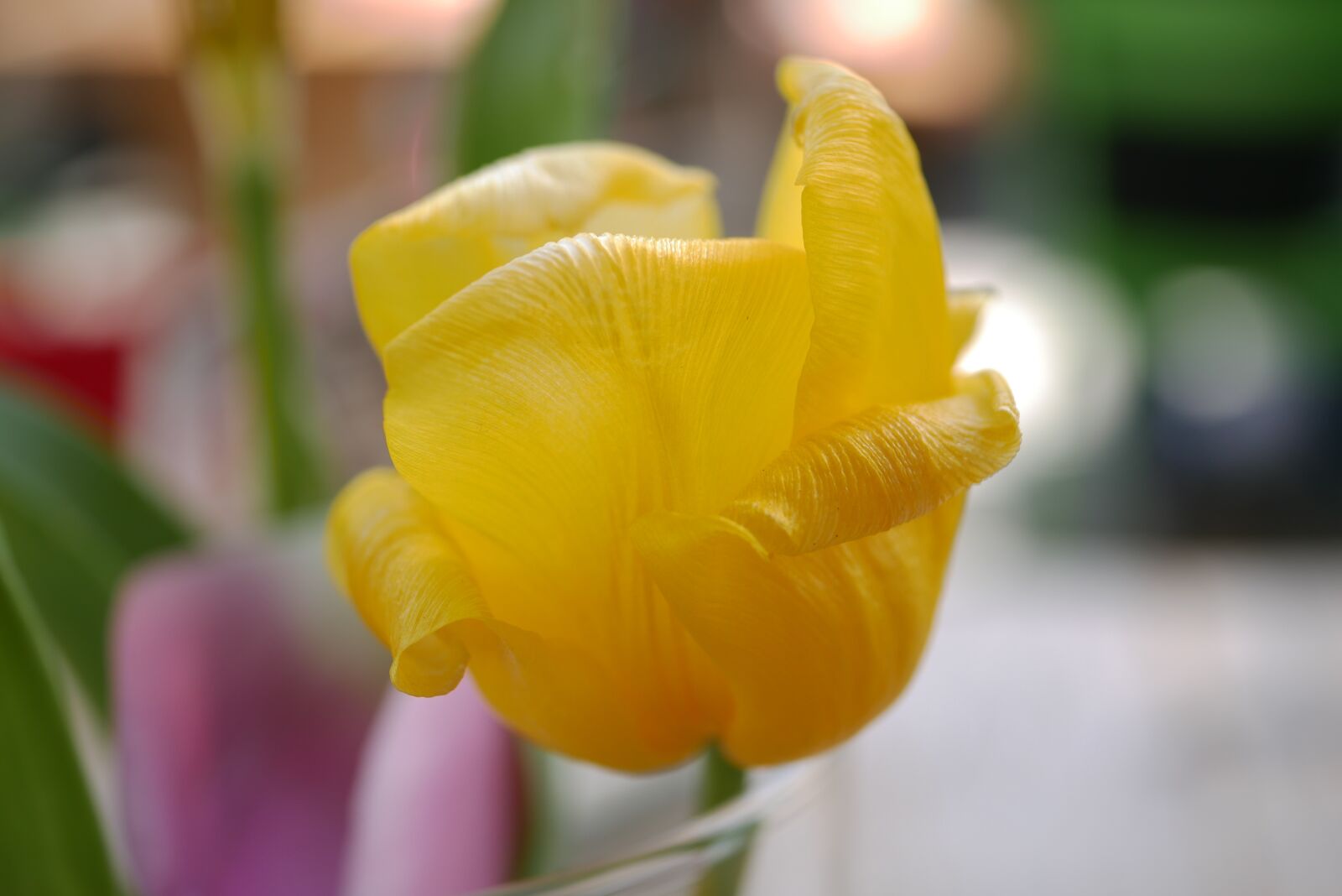 Panasonic DMC-G70 sample photo. Flower, close up, yellow photography