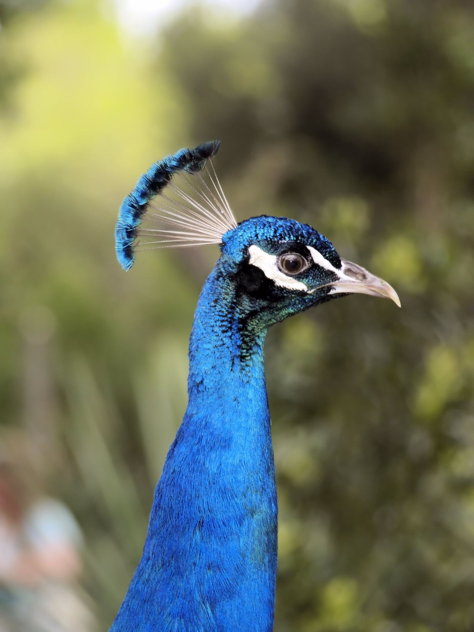 Olympus E-400 (EVOLT E-400) sample photo. Peacock, blue, plumage photography
