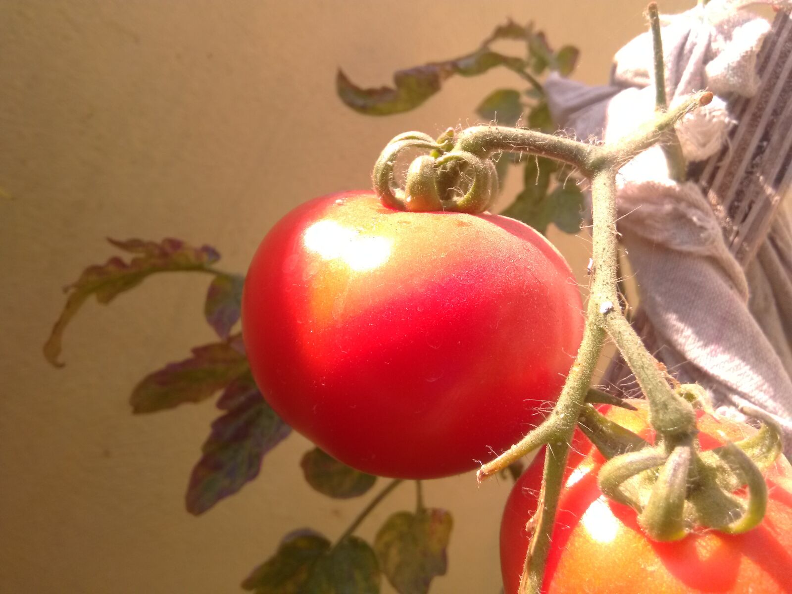 HMD Global Nokia 2 sample photo. Tomatoes, vegetables, home garden photography