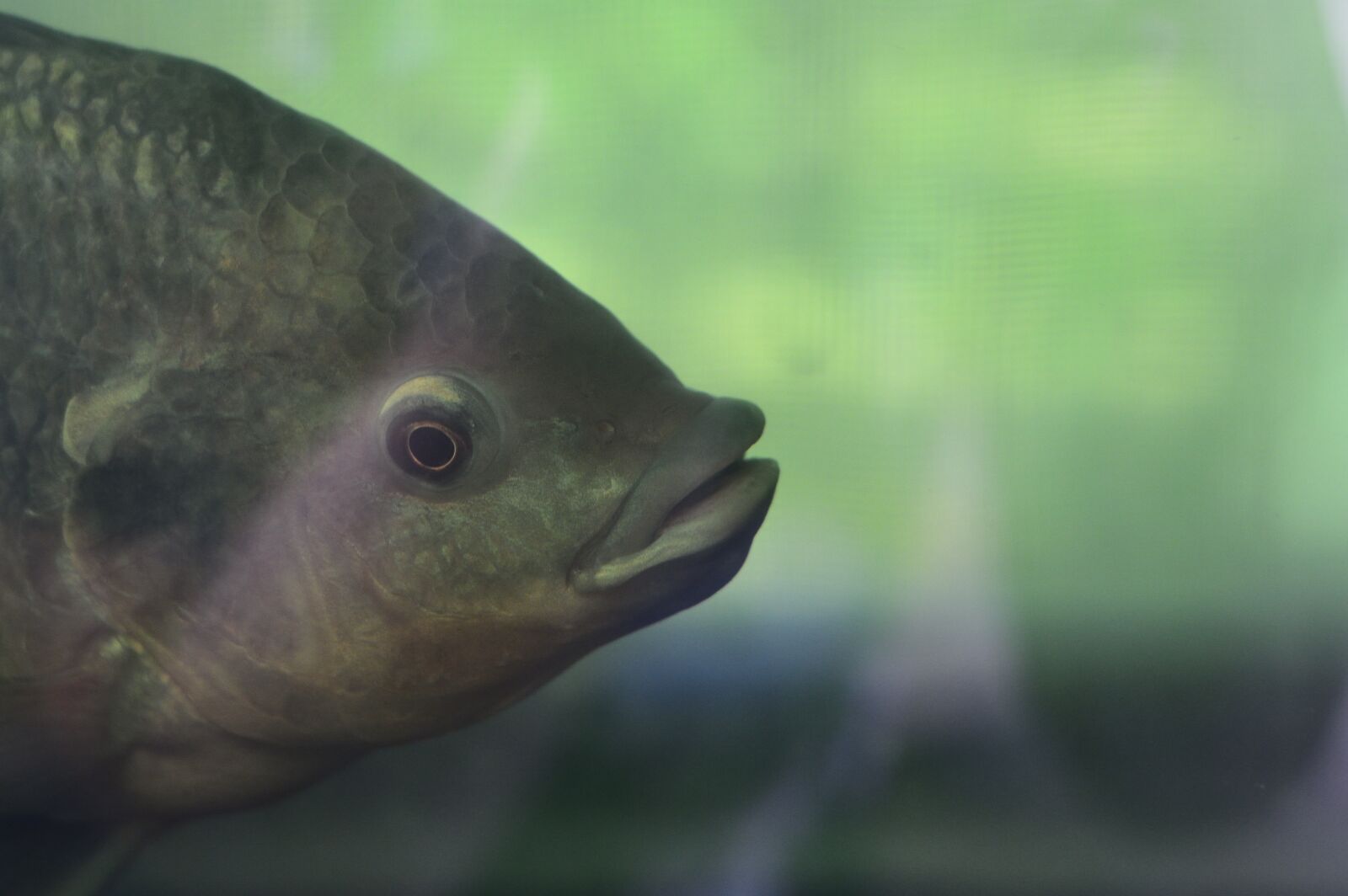 Nikon D3200 sample photo. Aquarium, eye, fish photography