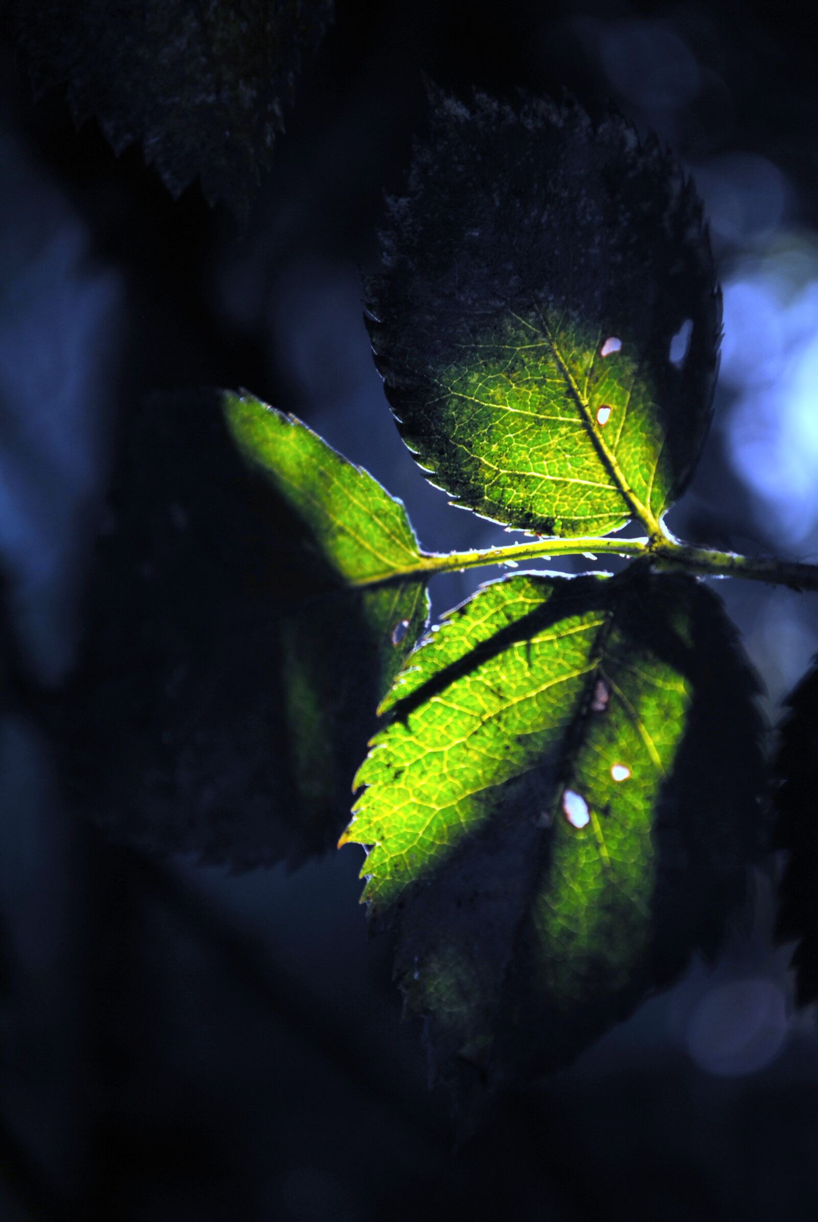 Nikon D3000 sample photo. Leaf, nature, colors photography