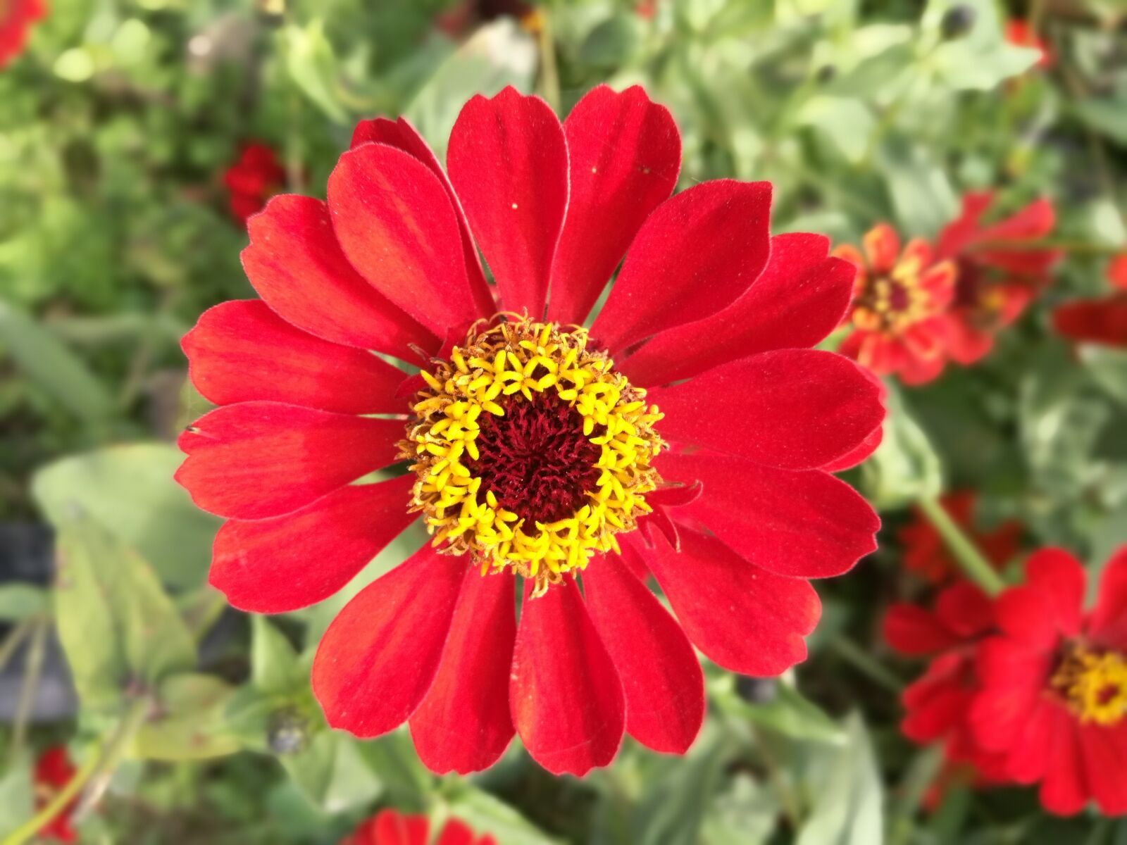 HUAWEI Honor 8 sample photo. Flower, red flowers, hope photography