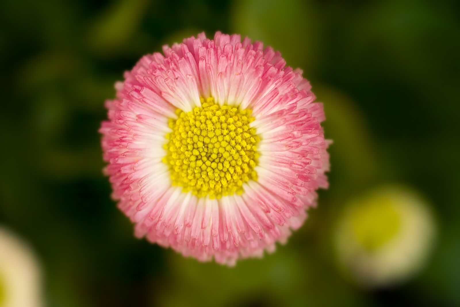 Sigma SD14 sample photo. Daisy, flower, plant photography