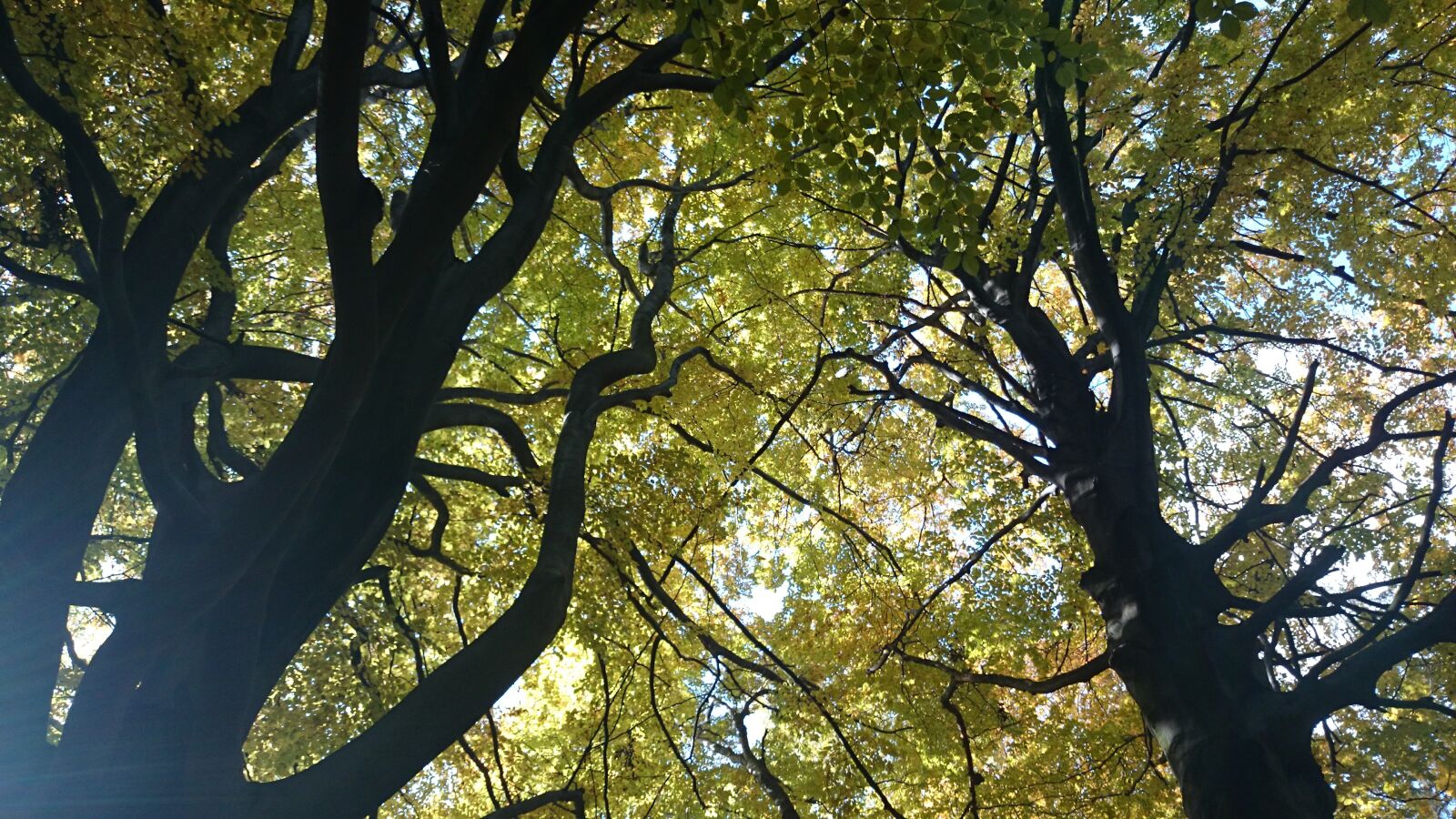 Sony Xperia Z1 sample photo. Autumn, forest, tree photography