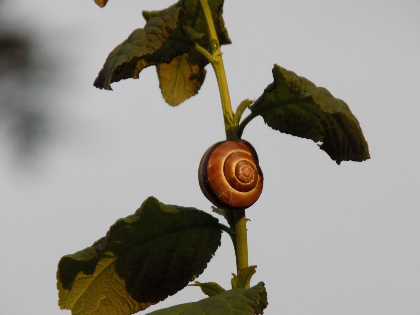 Nikon COOLPIX L340 sample photo. Snail, reptile, mollusk photography