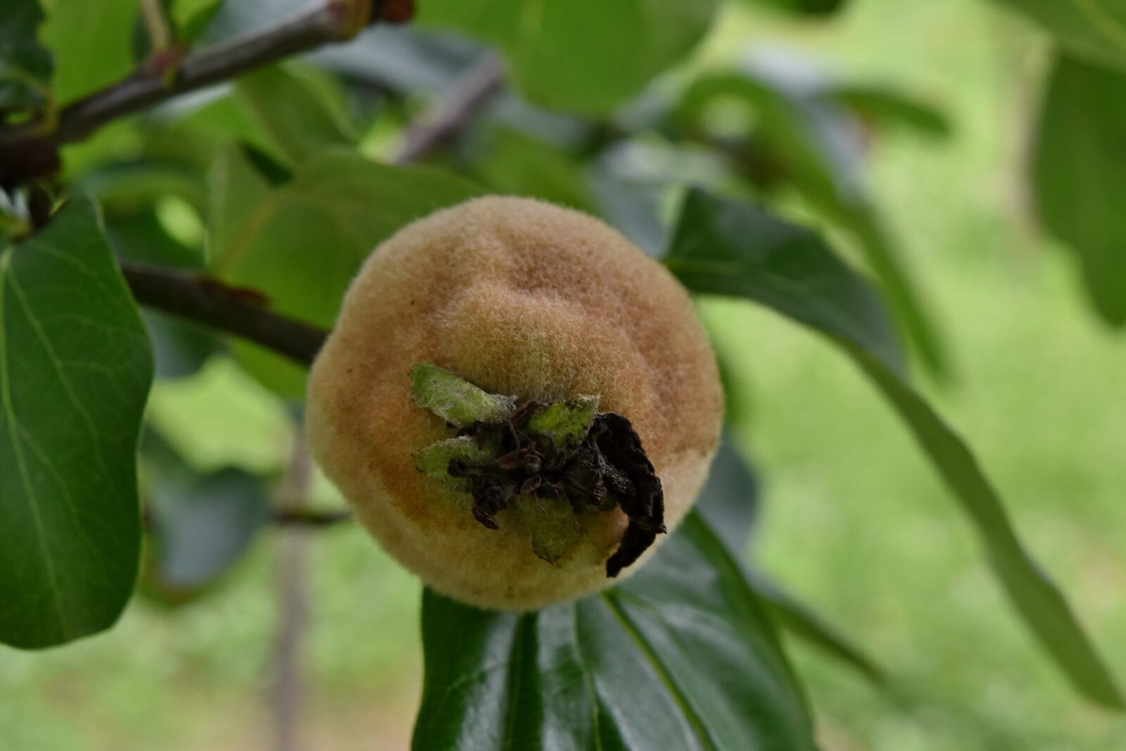 Nikon D5500 sample photo. Fruit tree, green leaves photography