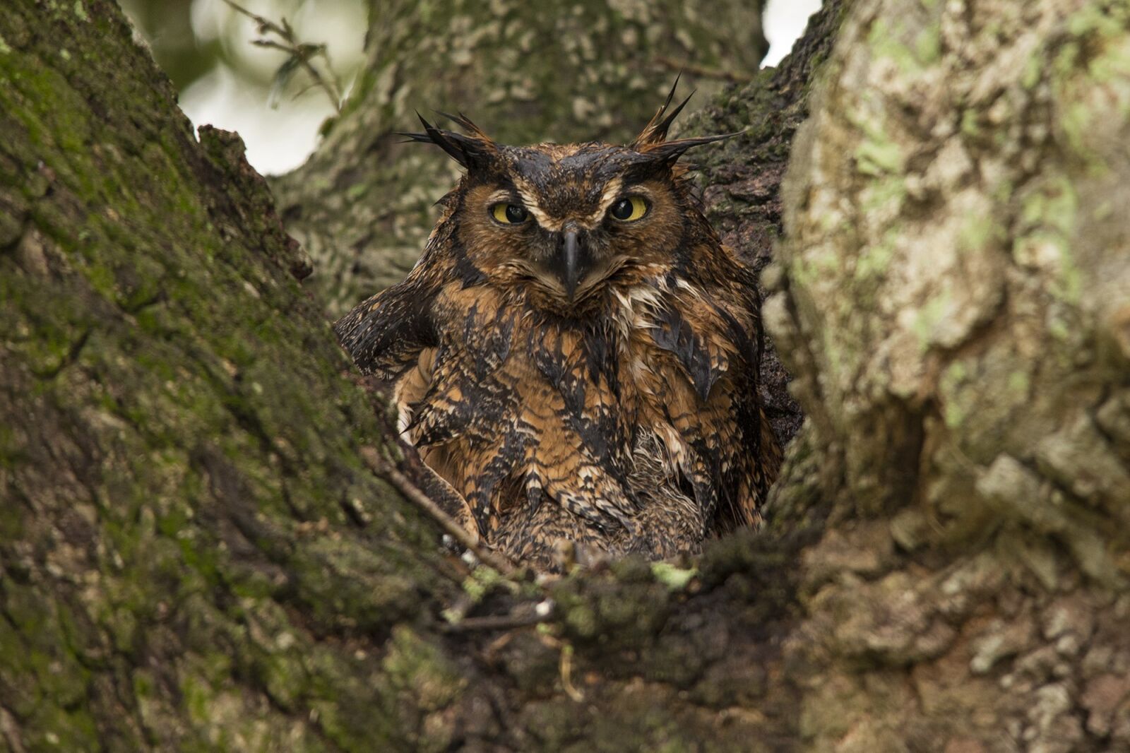 Nikon D610 sample photo. Great horned owl, tree photography