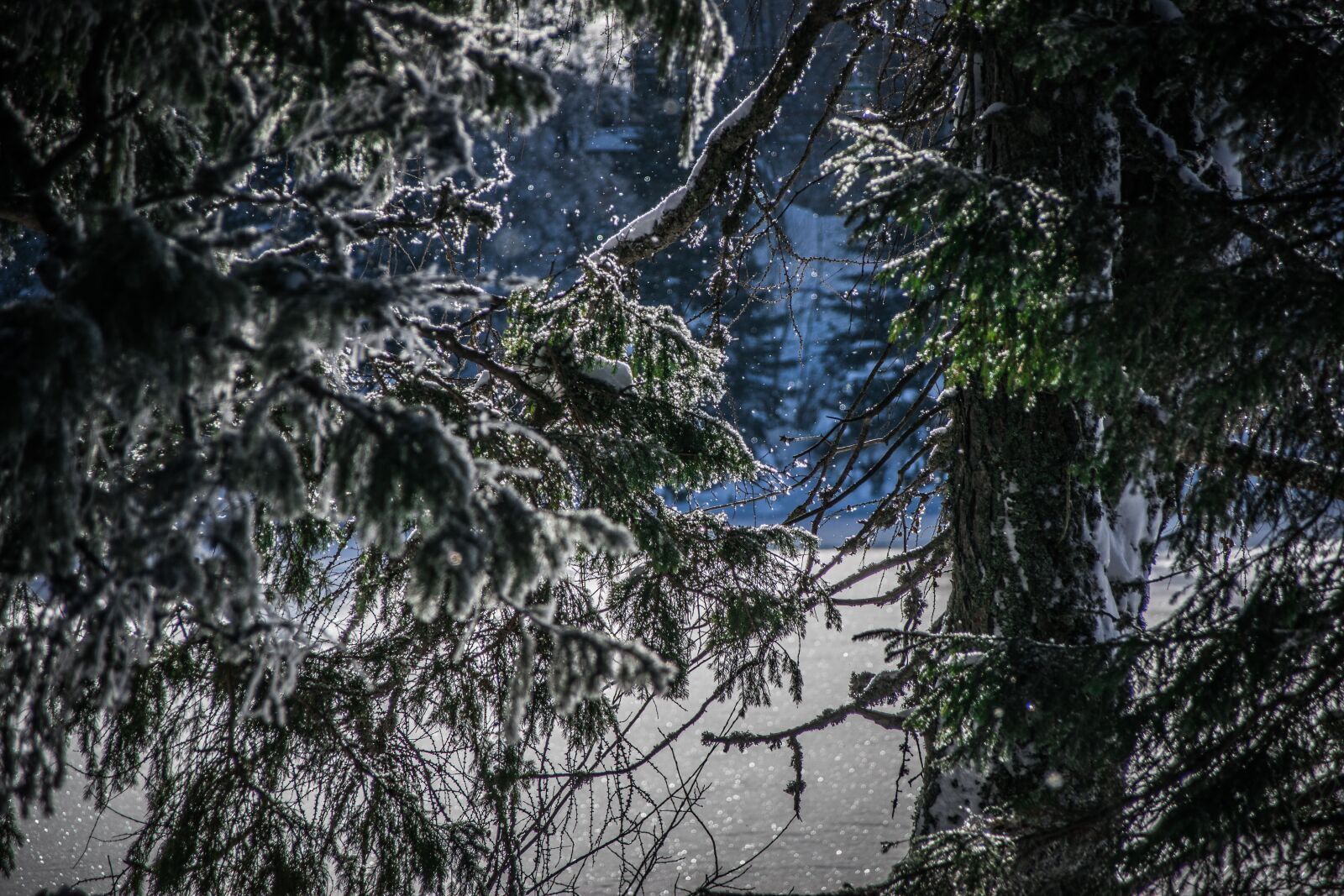 Nikon D5300 sample photo. Winter, trees, nature photography