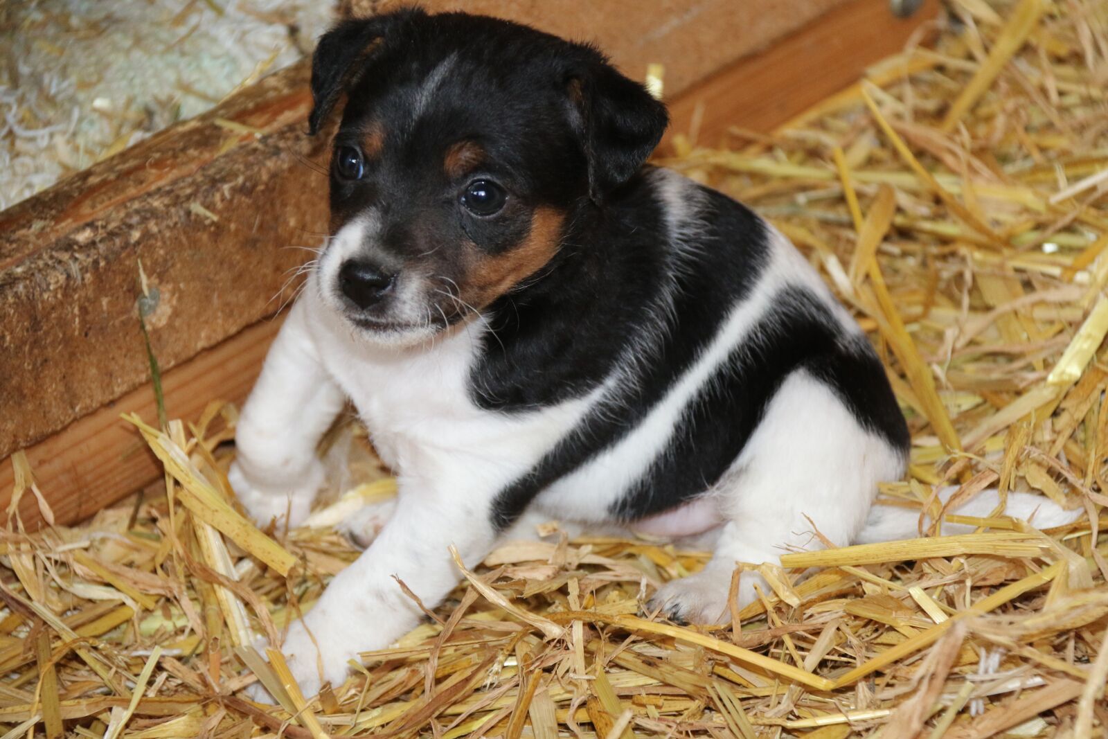 Canon EF-S 18-200mm F3.5-5.6 IS sample photo. Dog, puppy, cute photography