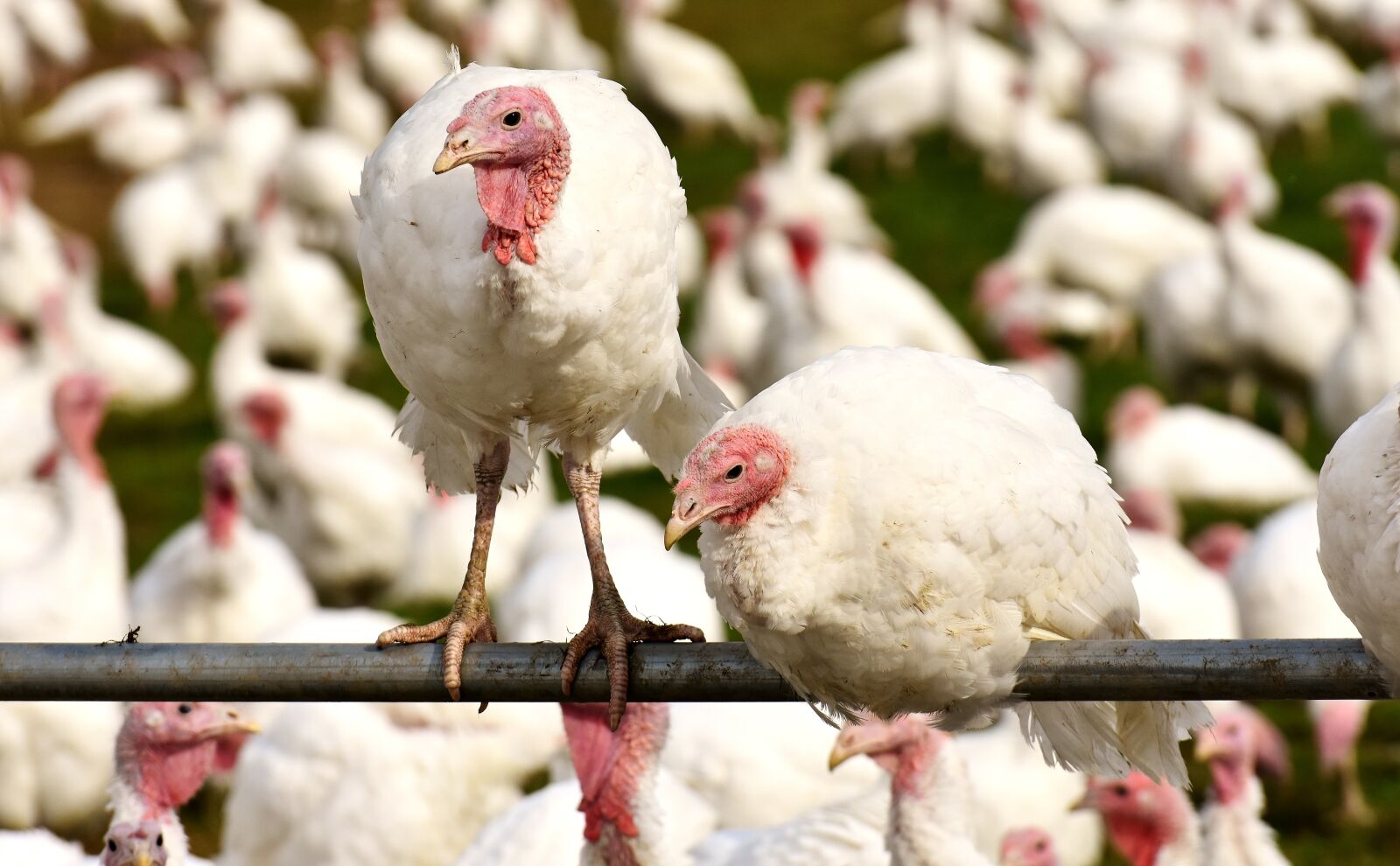 Nikon D7200 sample photo. Turkeys, birds, poultry photography