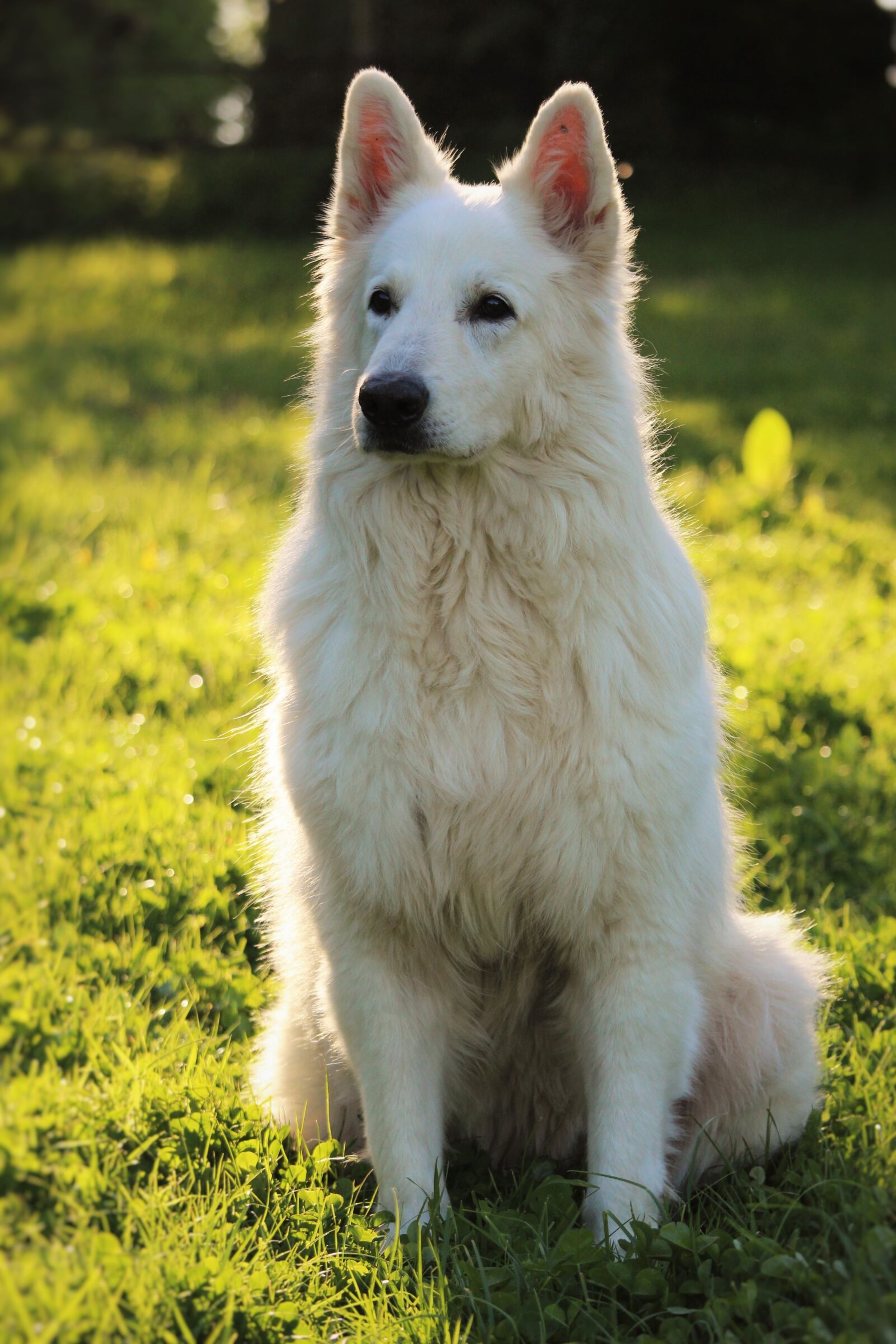 Canon EF-S 55-250mm F4-5.6 IS STM sample photo. Swiss white shepherd, animals photography
