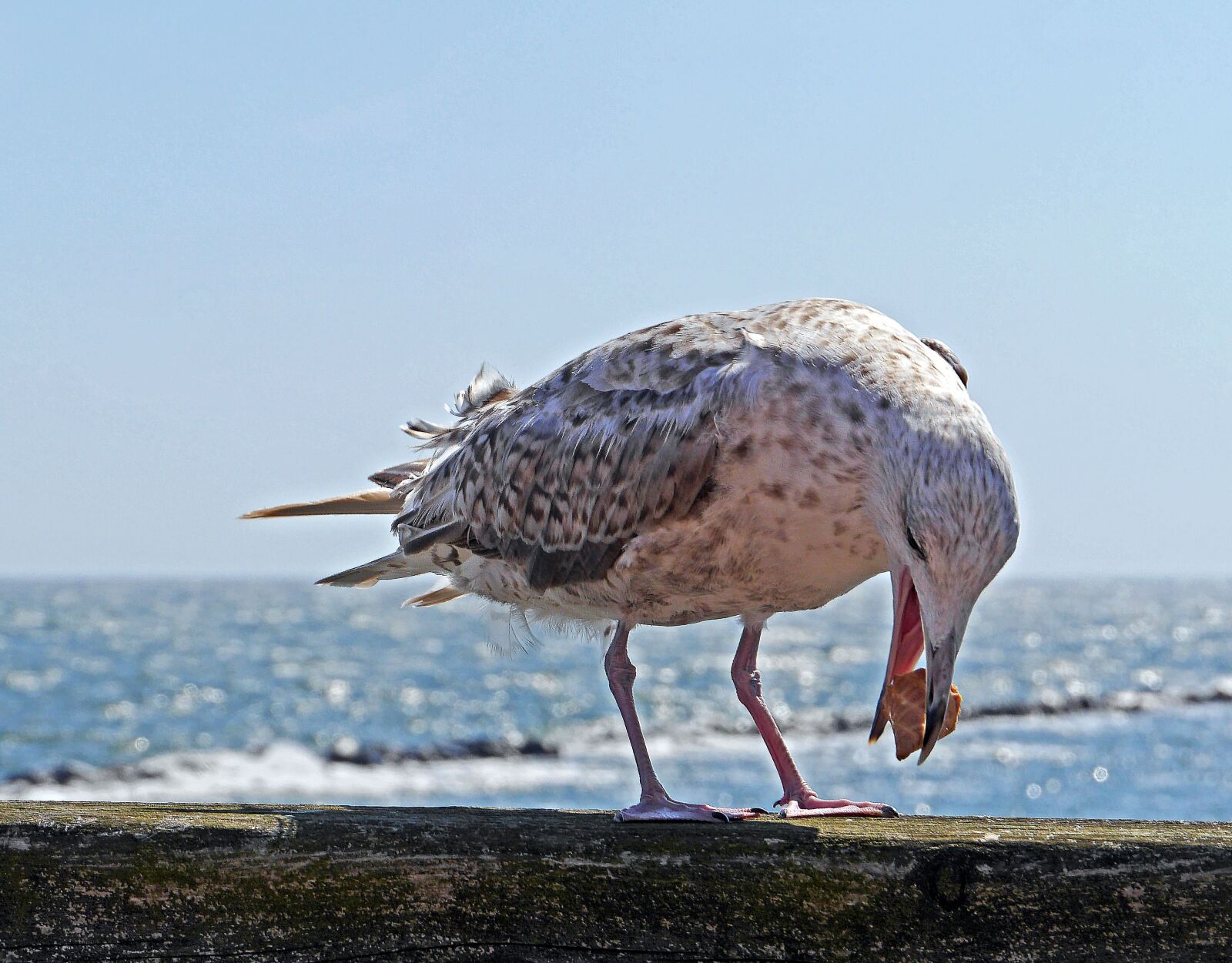 Panasonic Lumix DMC-GH3 sample photo. Seagull, young animal, biscuit photography