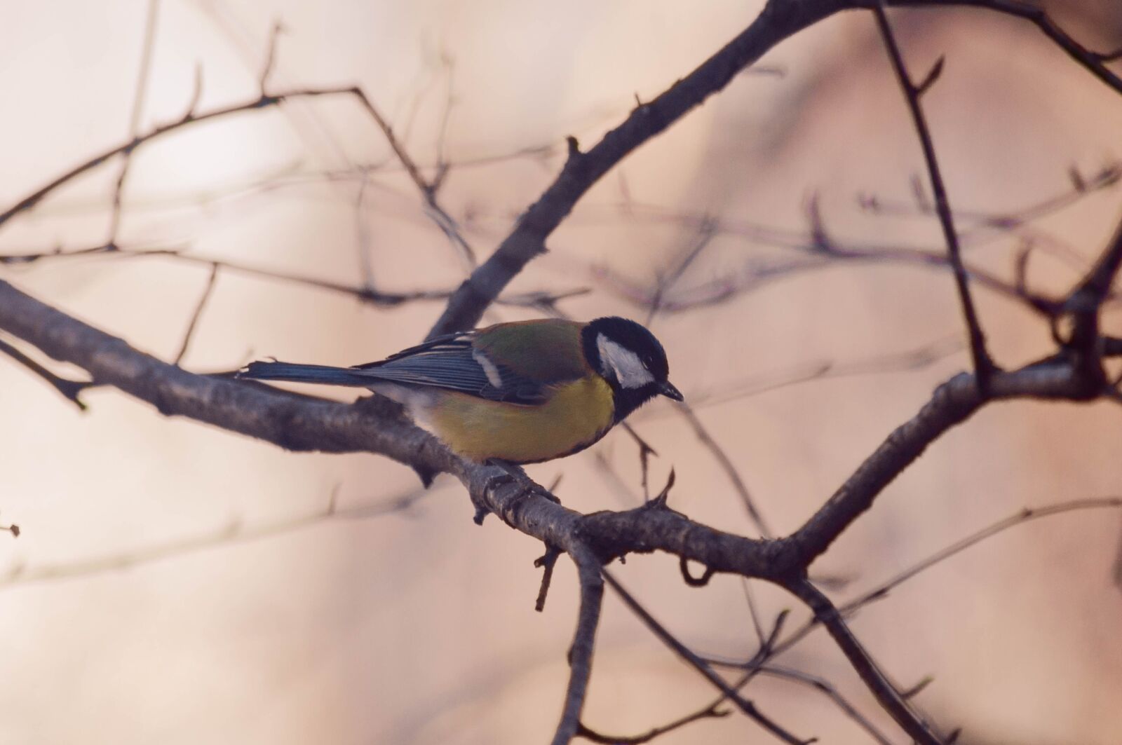 Nikon D90 sample photo. Bird, tit, nature photography