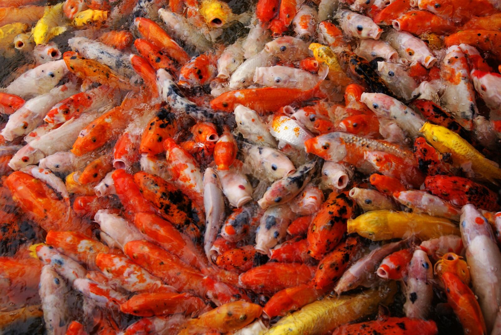 Sony Alpha DSLR-A300 sample photo. Koi, carp, fish photography