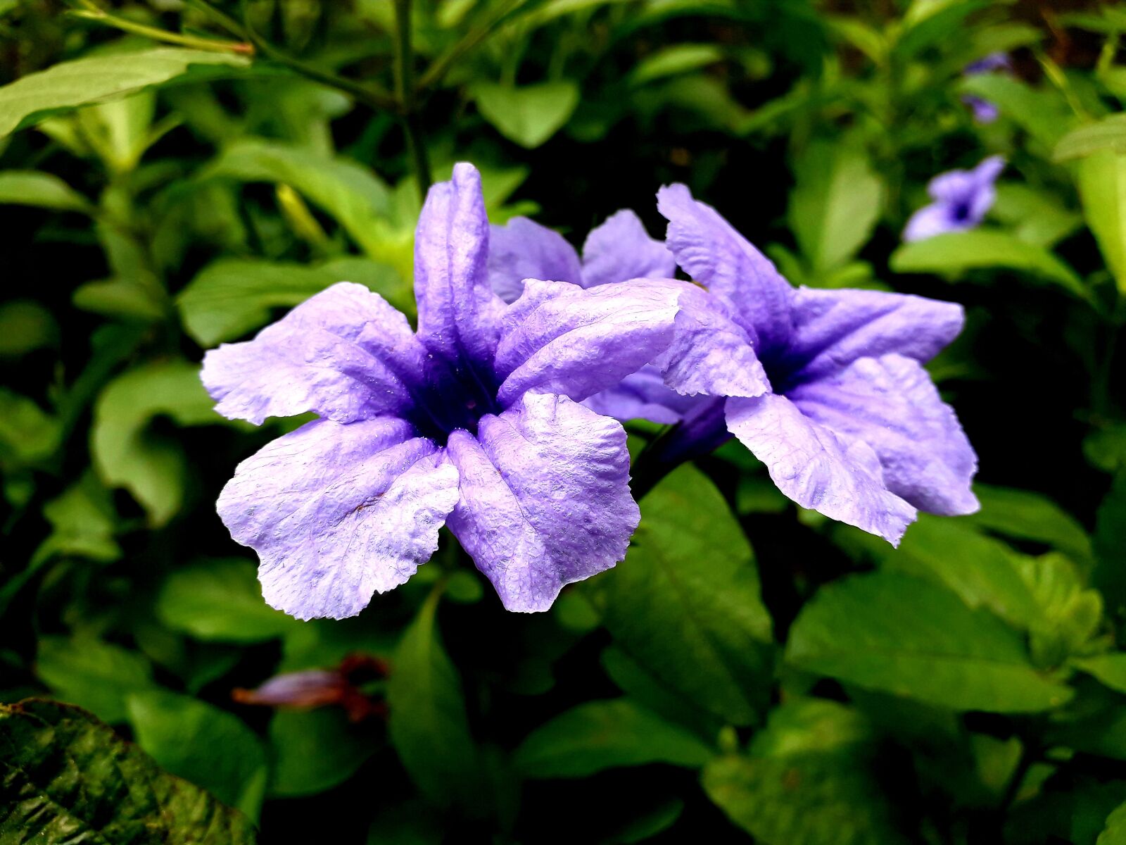Samsung Galaxy J6 sample photo. Nice, unknow, flower photography