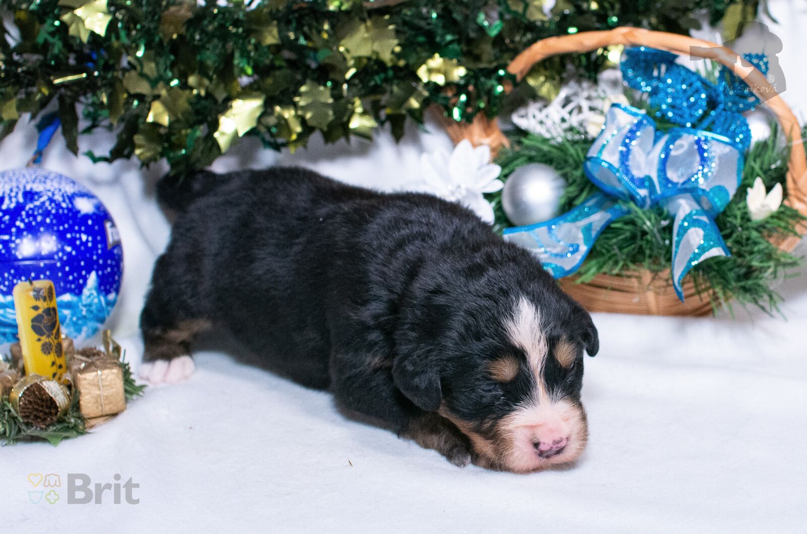 Nikon D7200 sample photo. Dog, puppy, animal photography