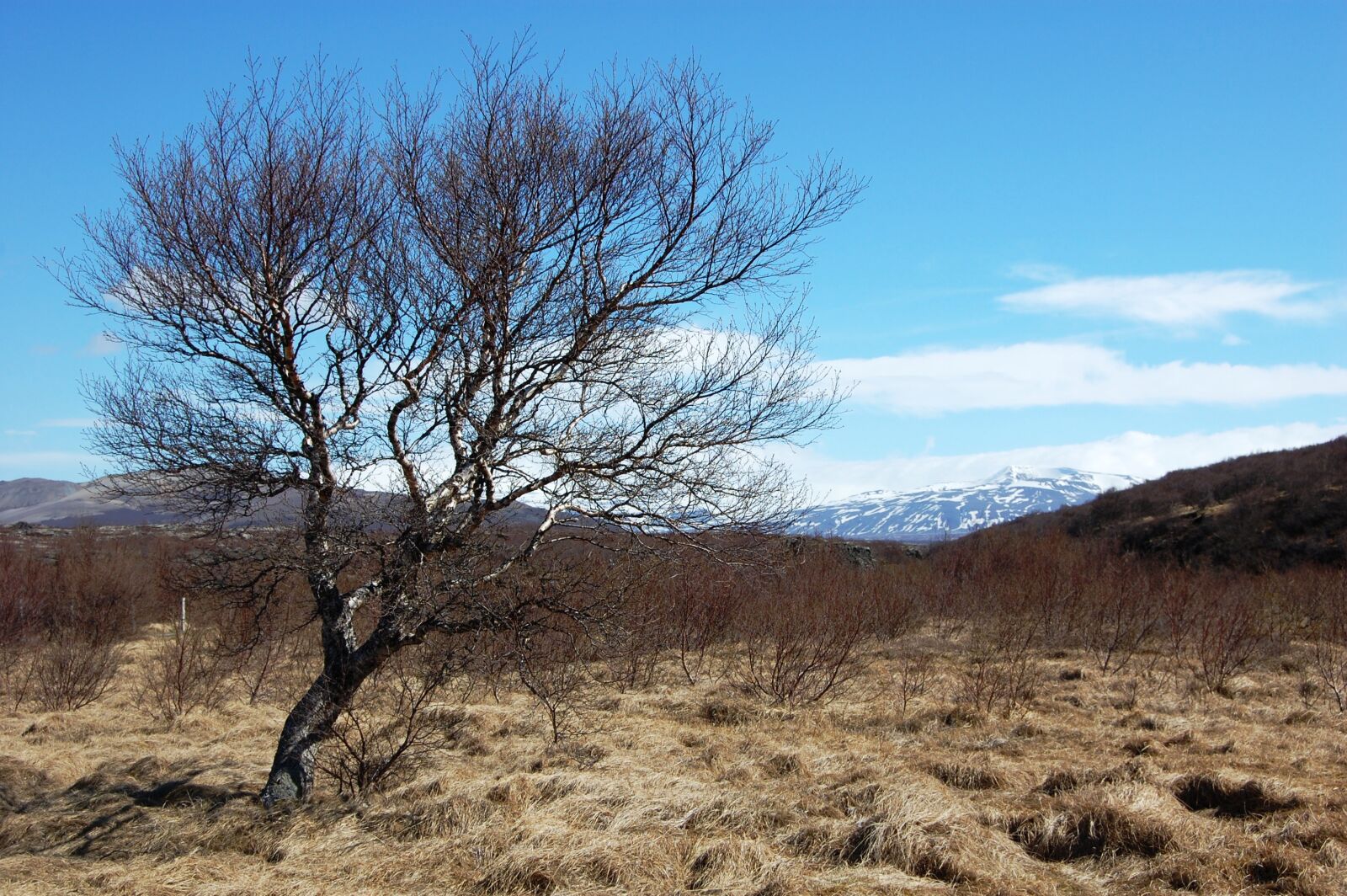 Nikon D40 sample photo. Iceland, lone tree, vegetation photography