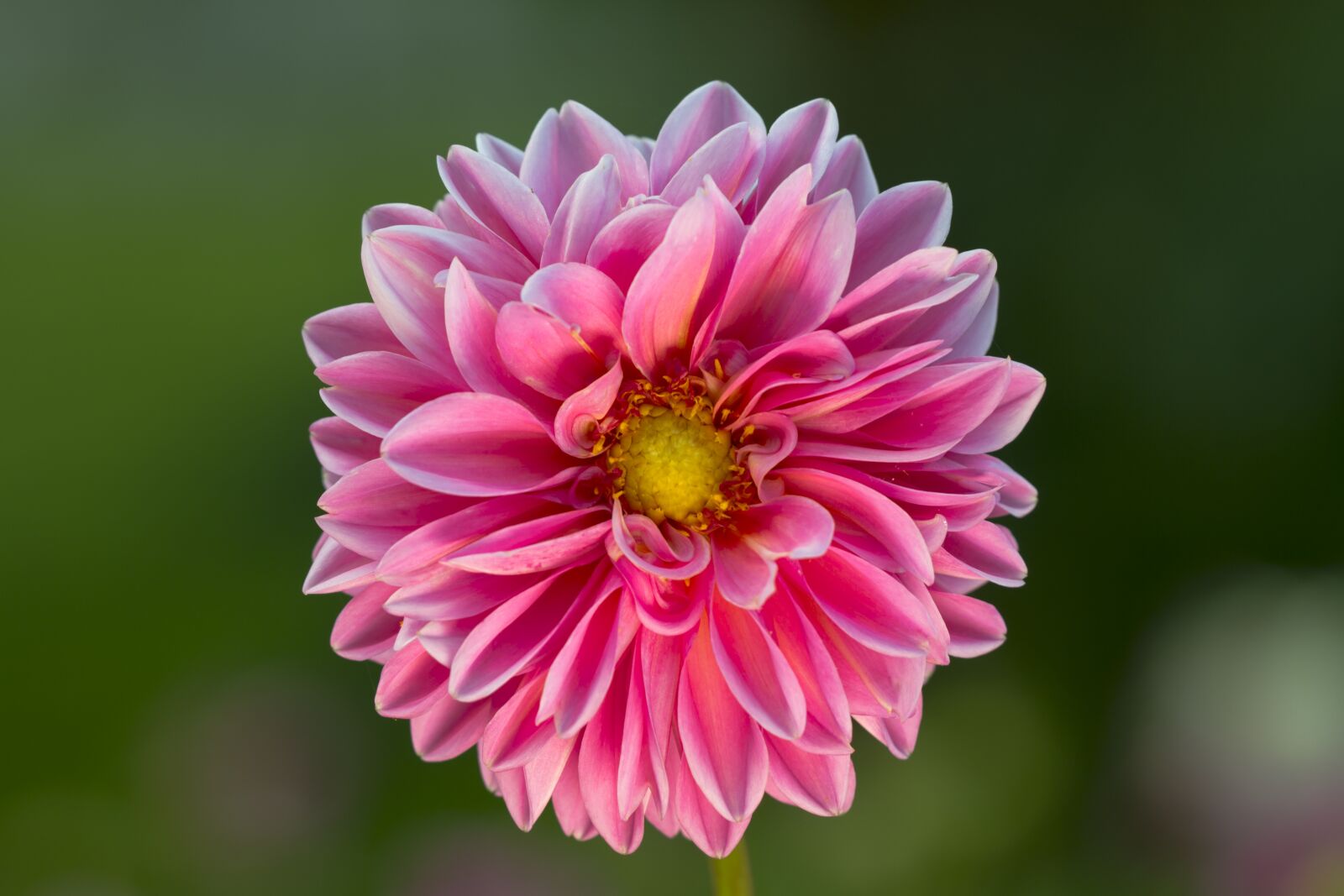 Canon EOS 7D sample photo. Dahlia, blossom, bloom photography