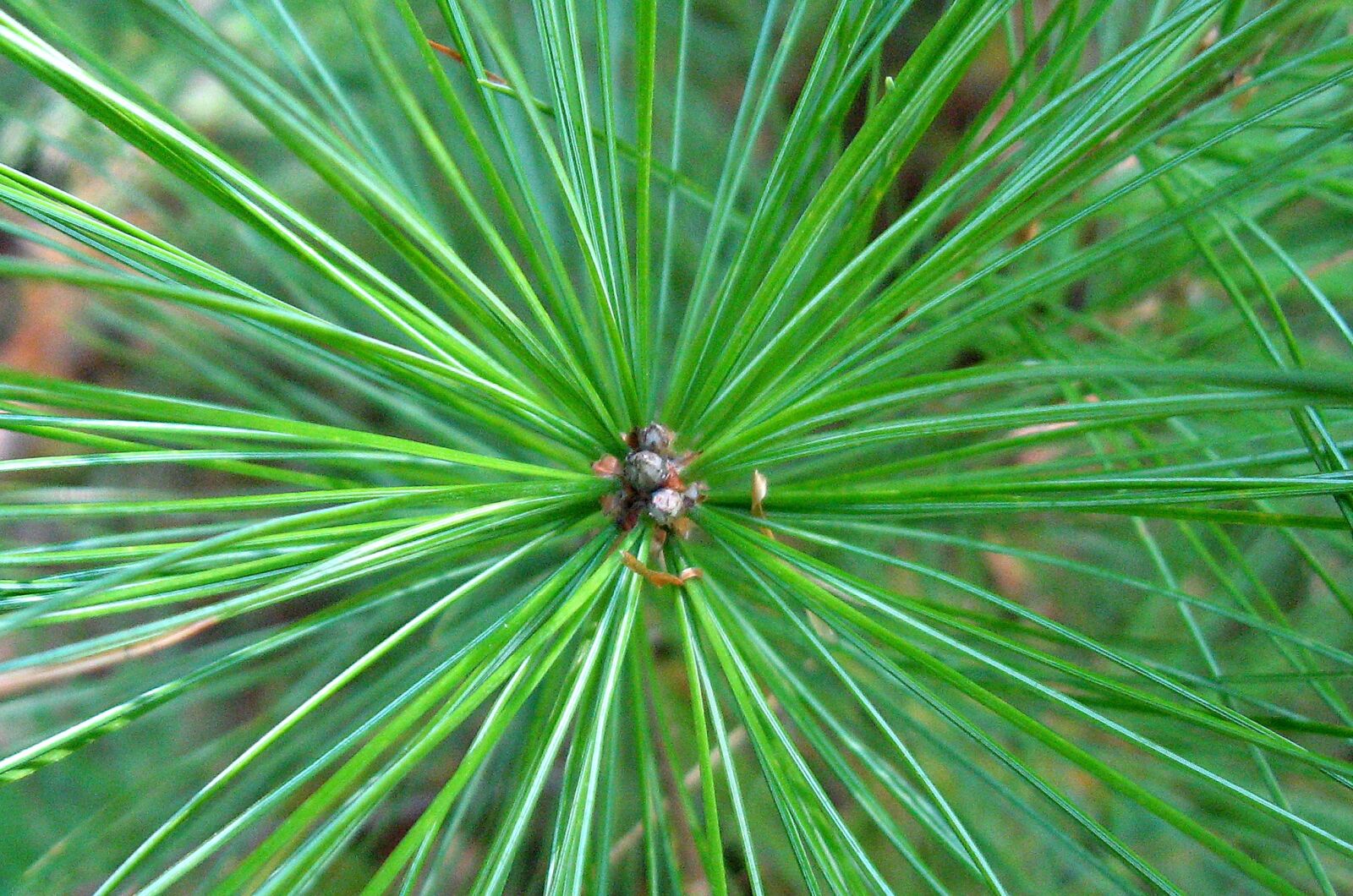 Canon POWERSHOT A550 sample photo. Pine tree, pine needles photography