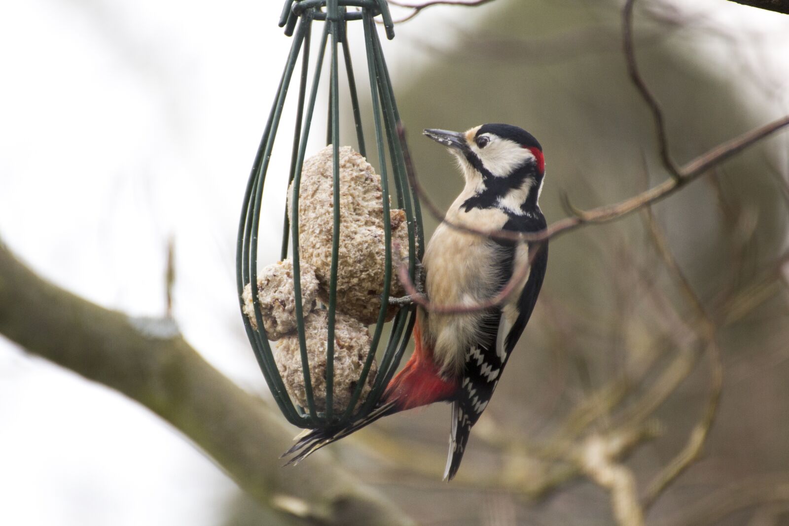 Canon EOS 600D (Rebel EOS T3i / EOS Kiss X5) sample photo. Great spotted woodpecker, nature photography