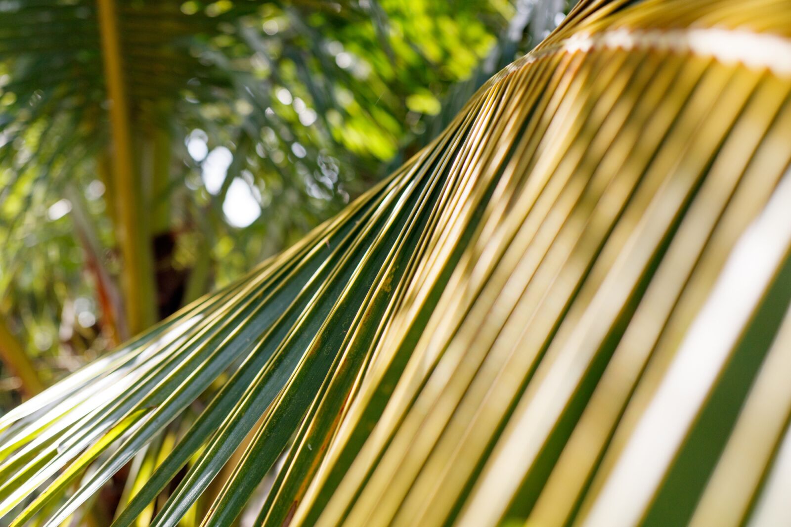Canon EOS 750D (EOS Rebel T6i / EOS Kiss X8i) sample photo. Leaf, coconut, palm photography