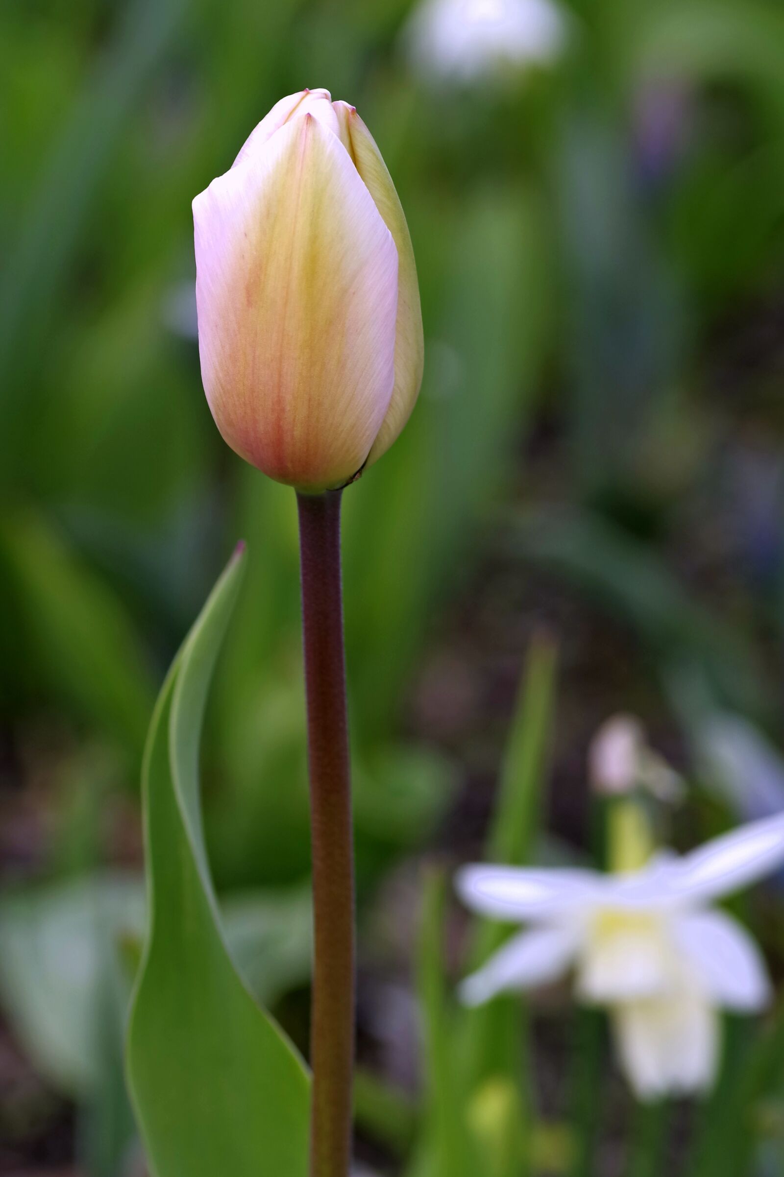 Pentax K-S2 sample photo. Tulip, green, yellow photography