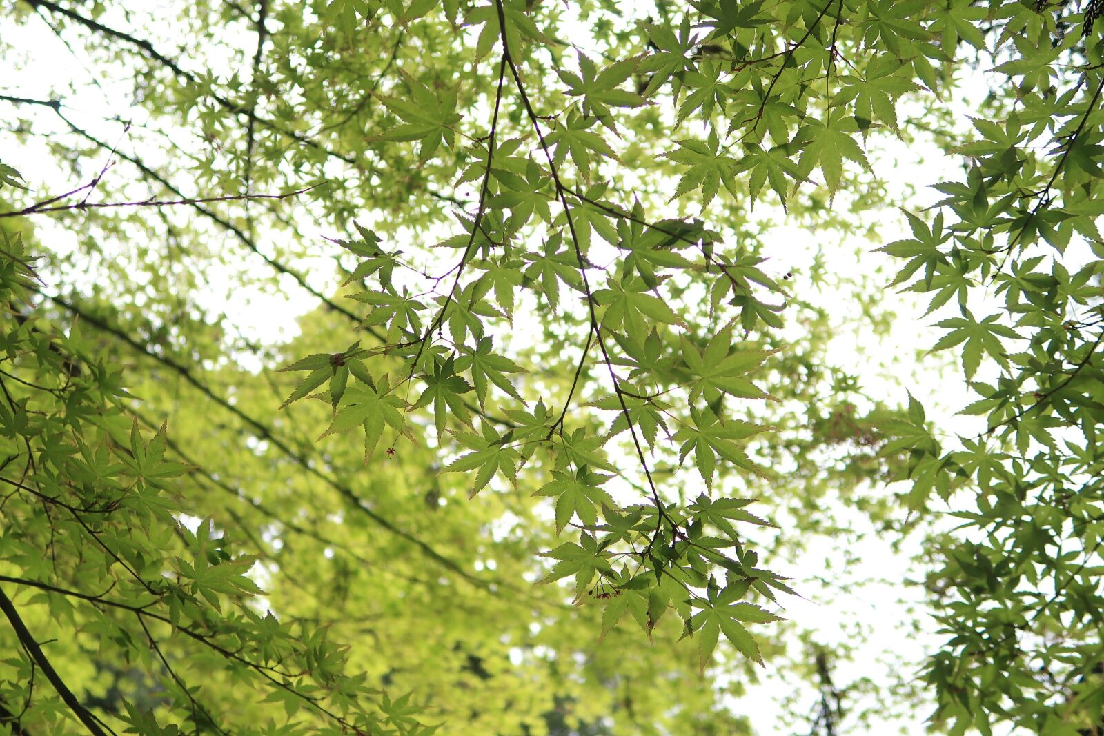 Canon PowerShot G7 X Mark II sample photo. Leaf, natural, plant photography