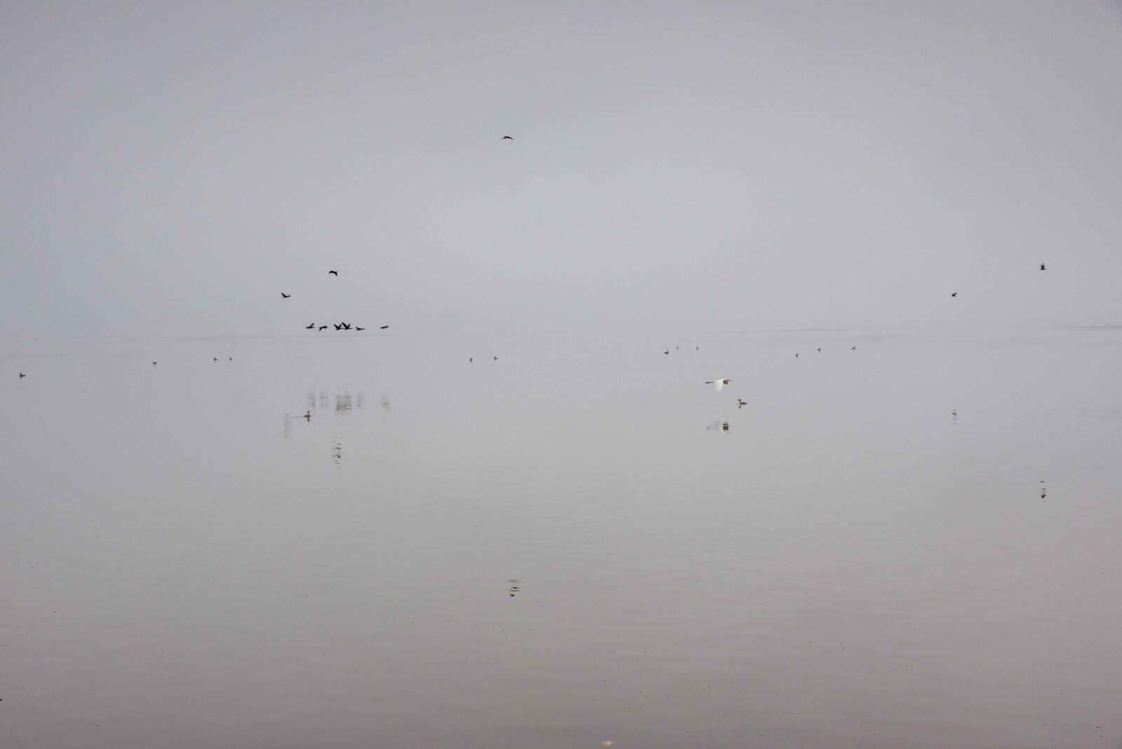 Tamron SP 24-70mm F2.8 Di VC USD sample photo. Lake, birds, fog photography