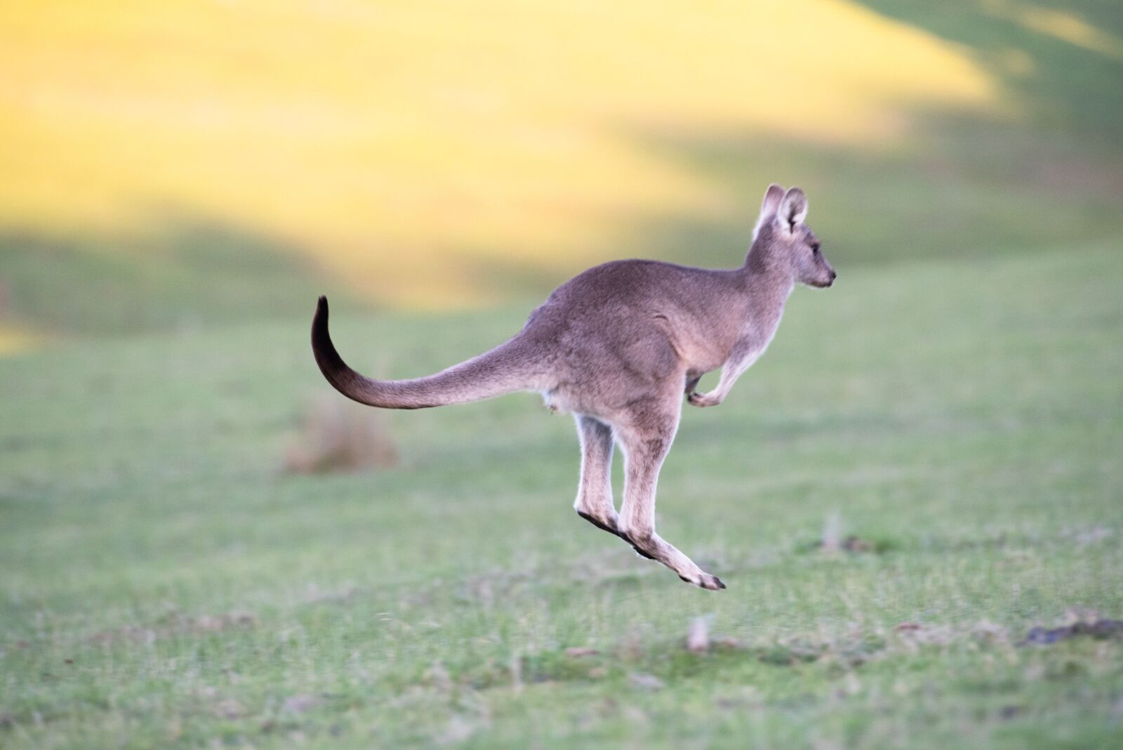 Nikon D750 sample photo. Kangaroo, eastern grey, animal photography