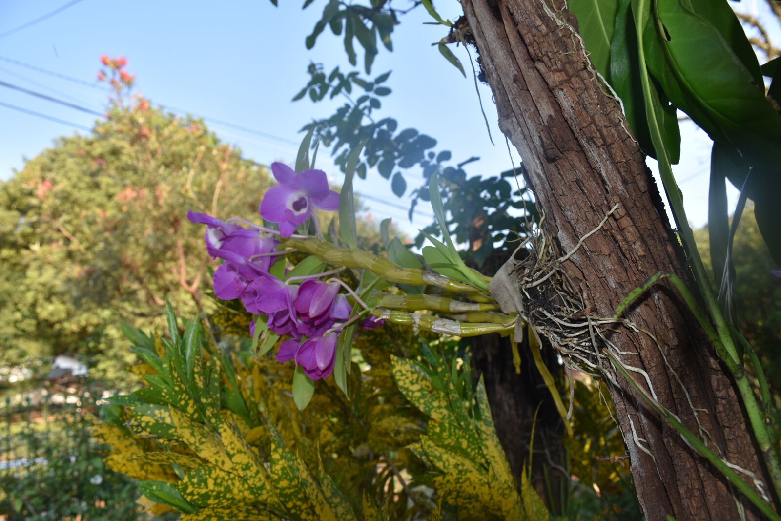 Nikon D5600 sample photo. Orchids, garden, nature photography